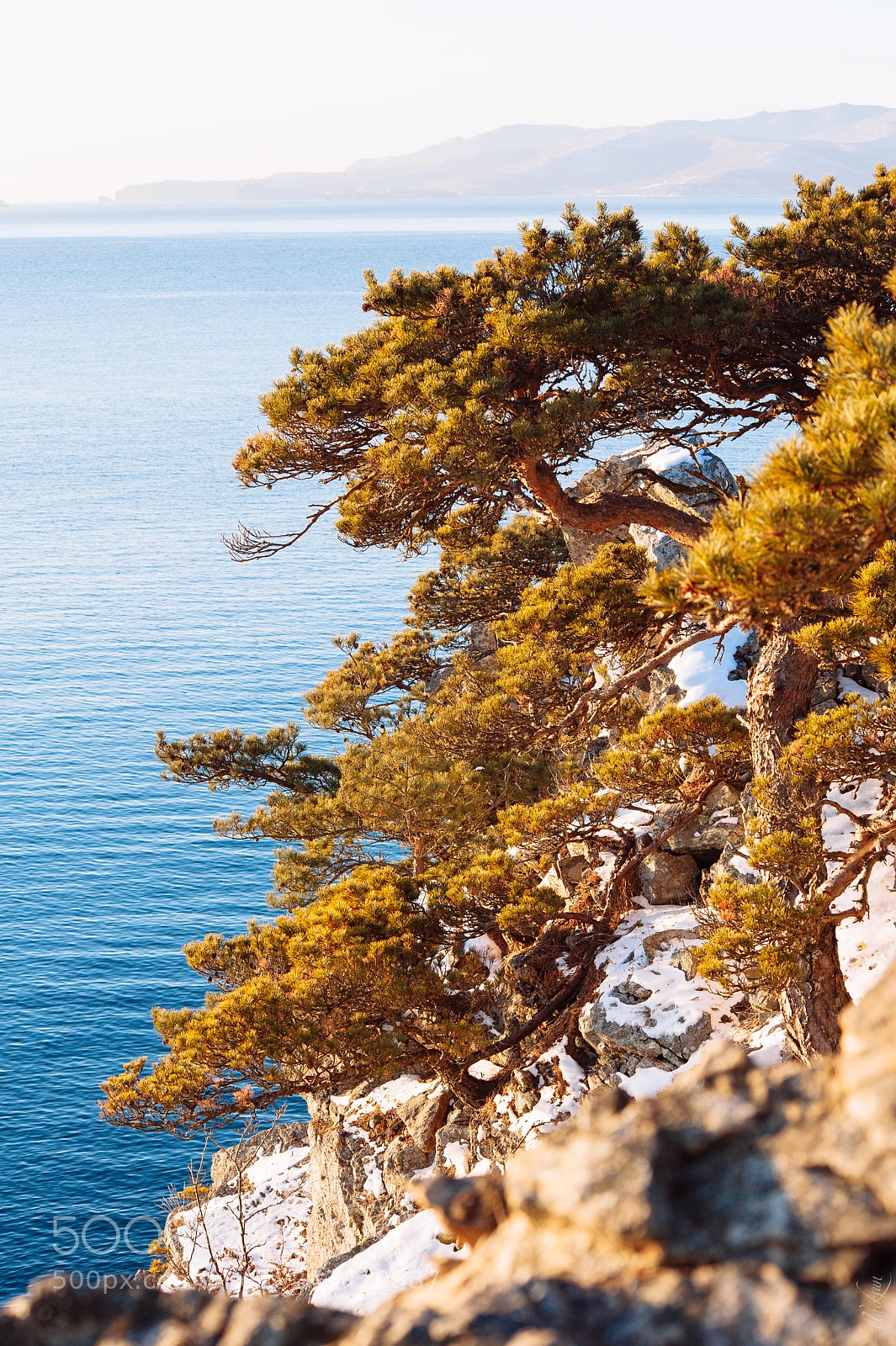 Nikon D700 sample photo. Cape pine photography