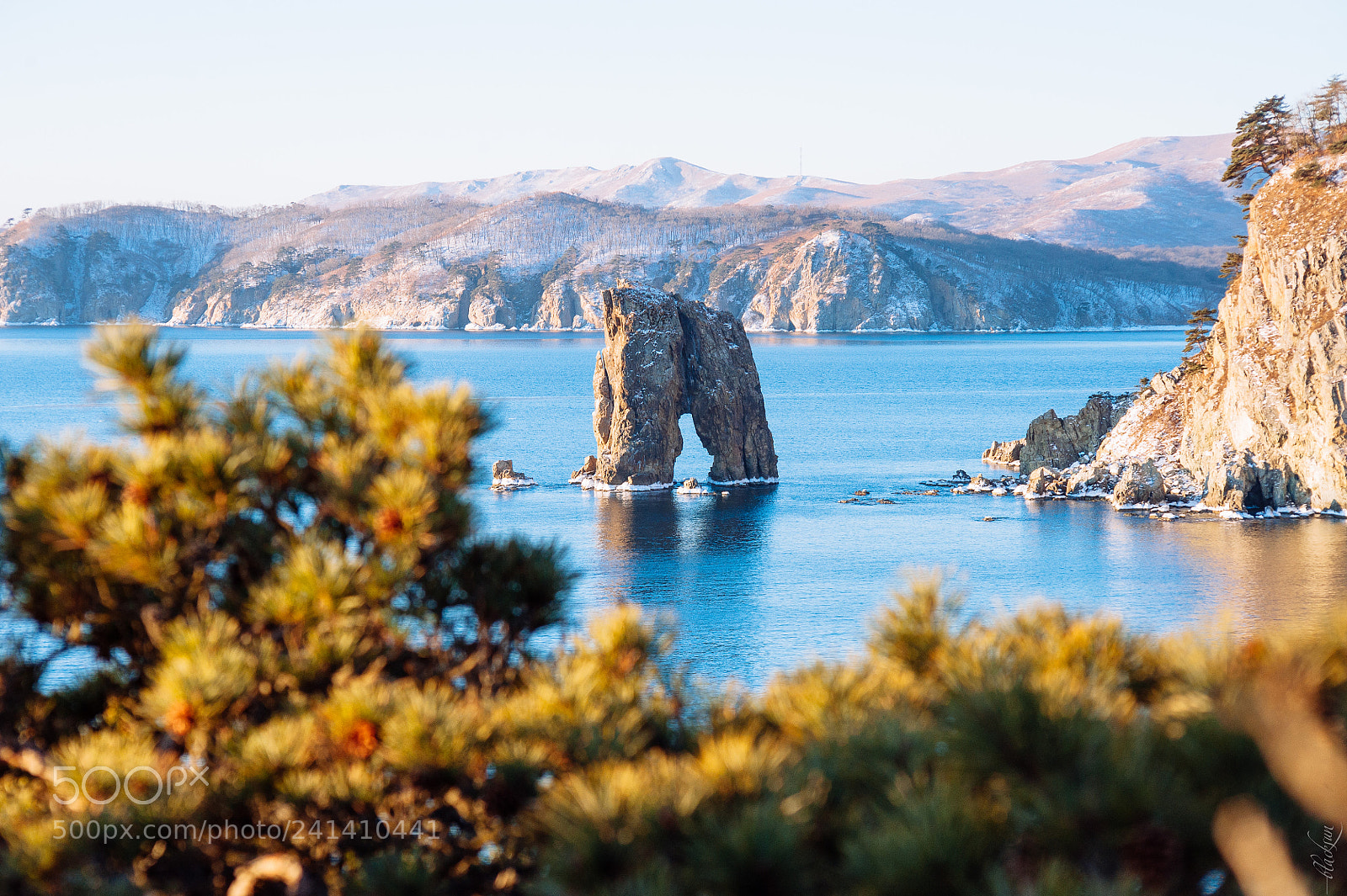 Nikon D700 sample photo. Cape pine photography