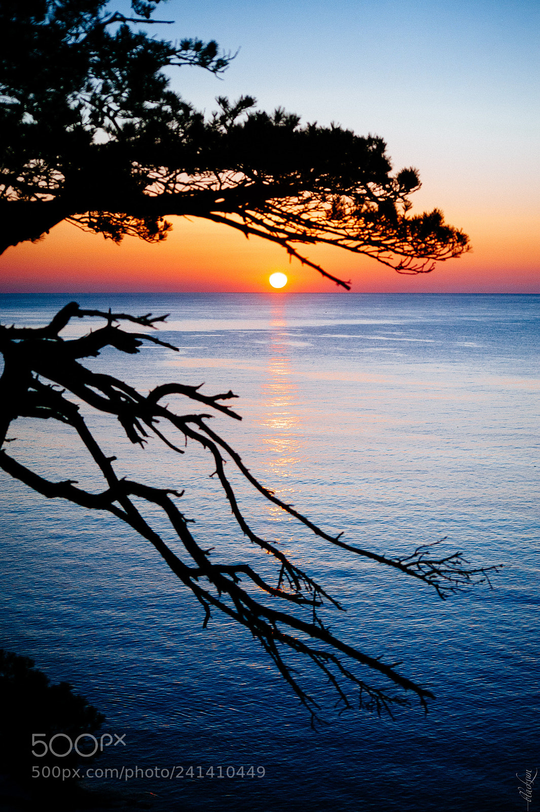 Nikon D700 sample photo. Cape pine photography