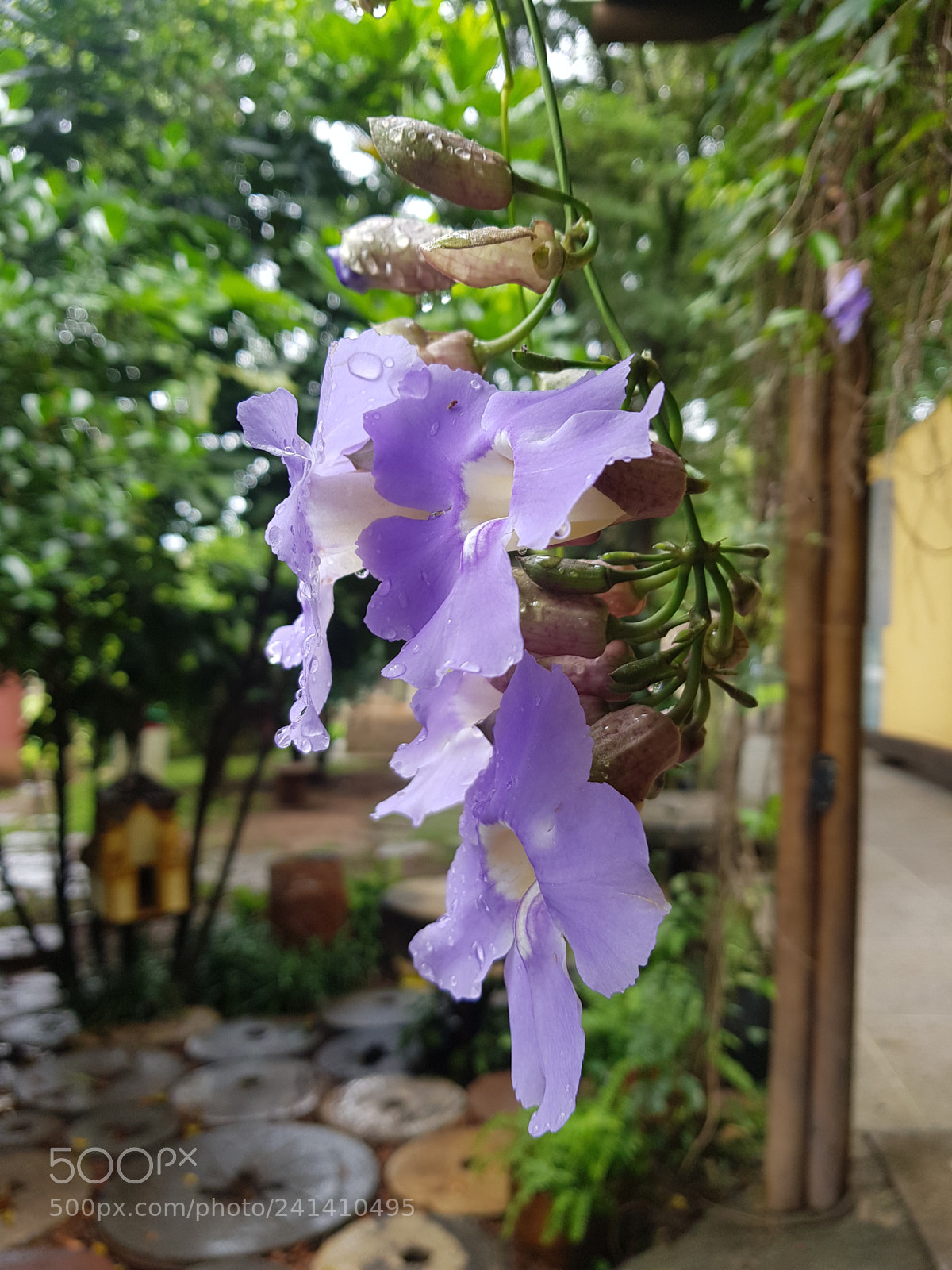 Samsung Galaxy S8 sample photo. Flower photography