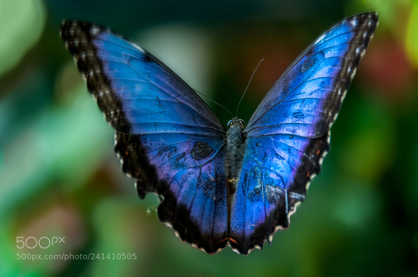 Nikon D7100 sample photo. Big blue photography