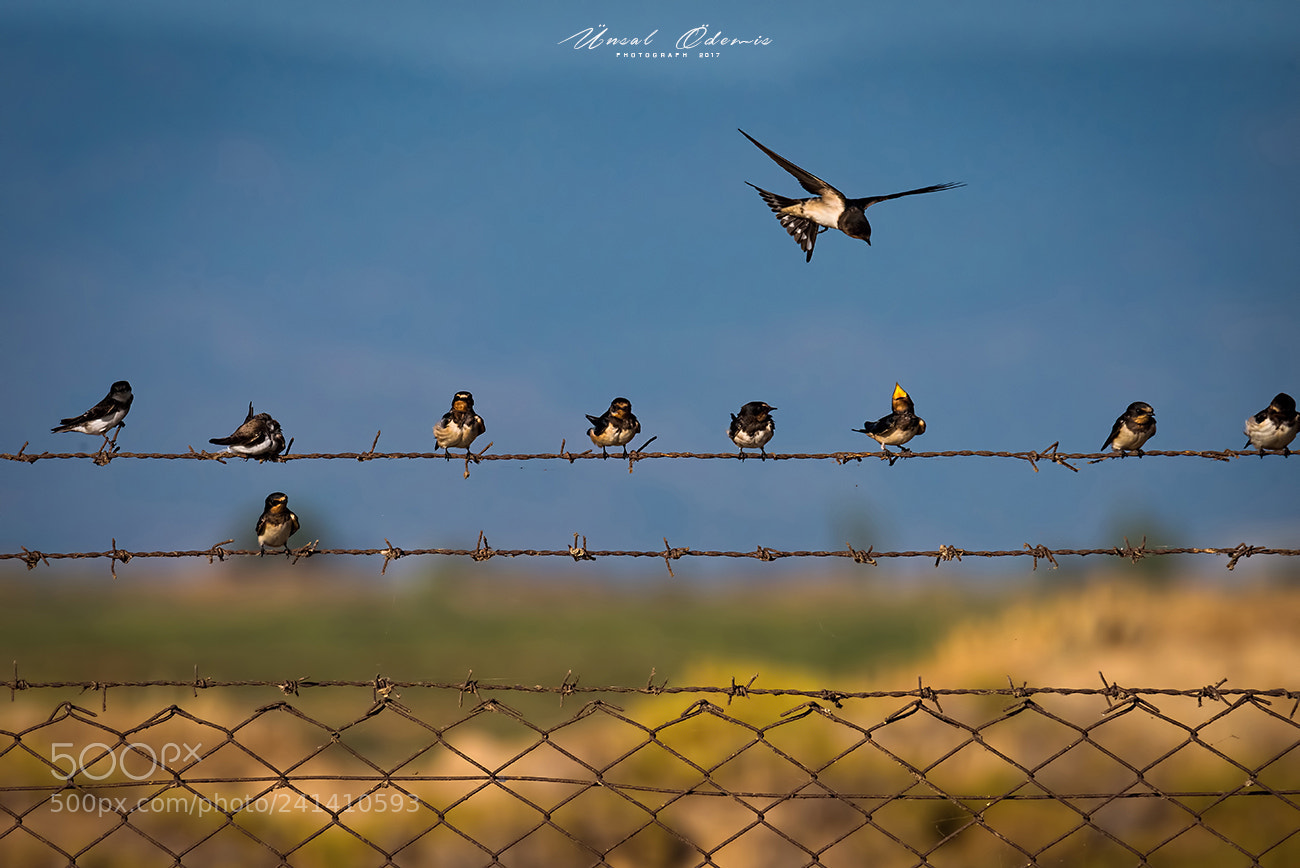 Nikon D810 sample photo. Beauties of nature 17 photography