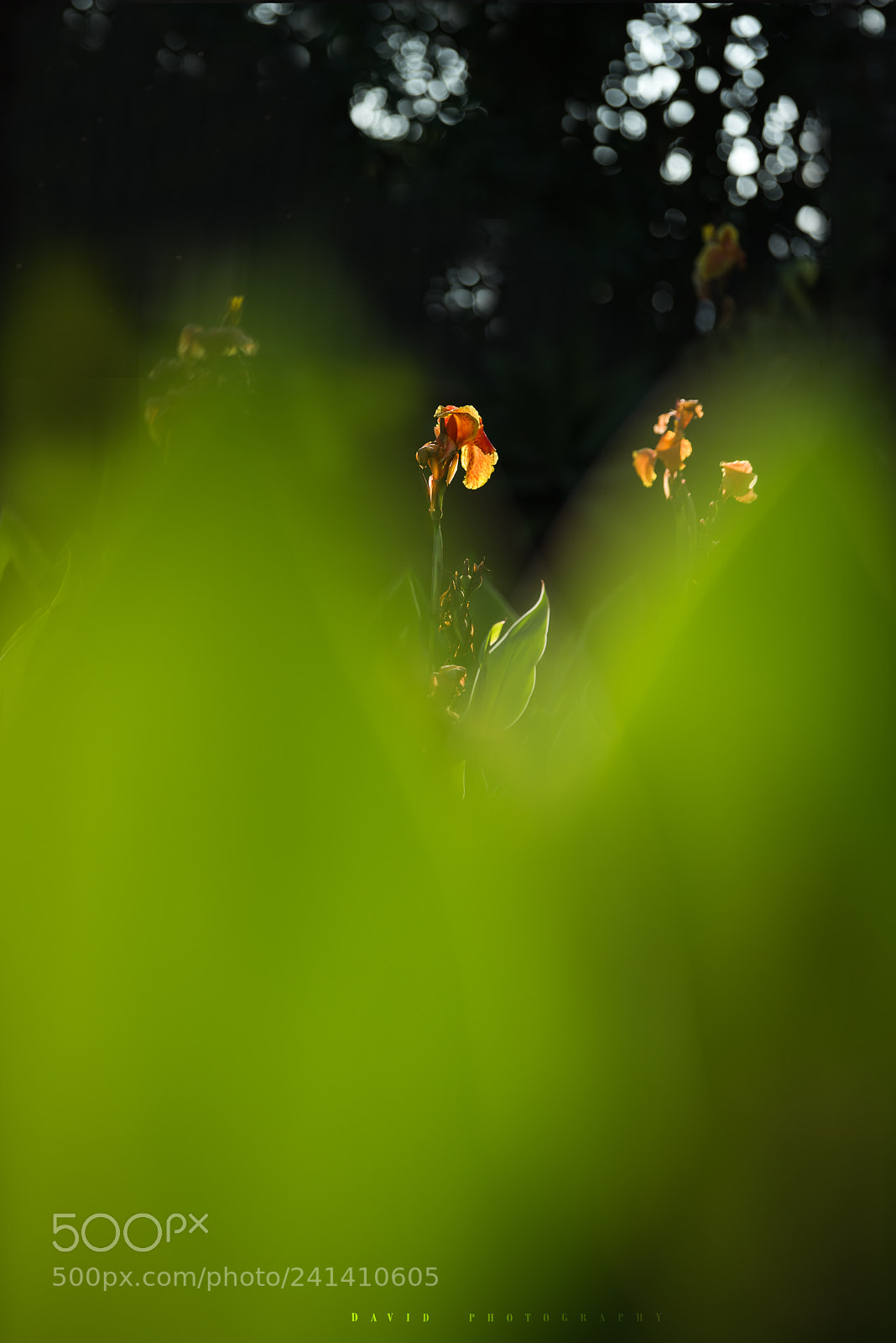 Nikon D810 sample photo. 编辑 photography