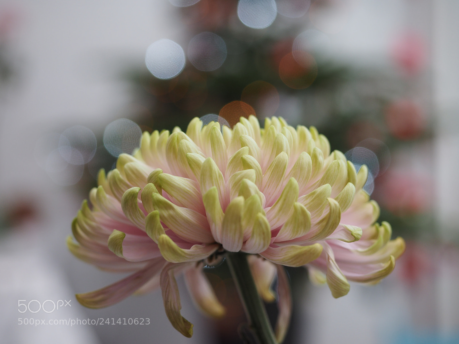Olympus OM-D E-M1 sample photo. Young chrysant photography