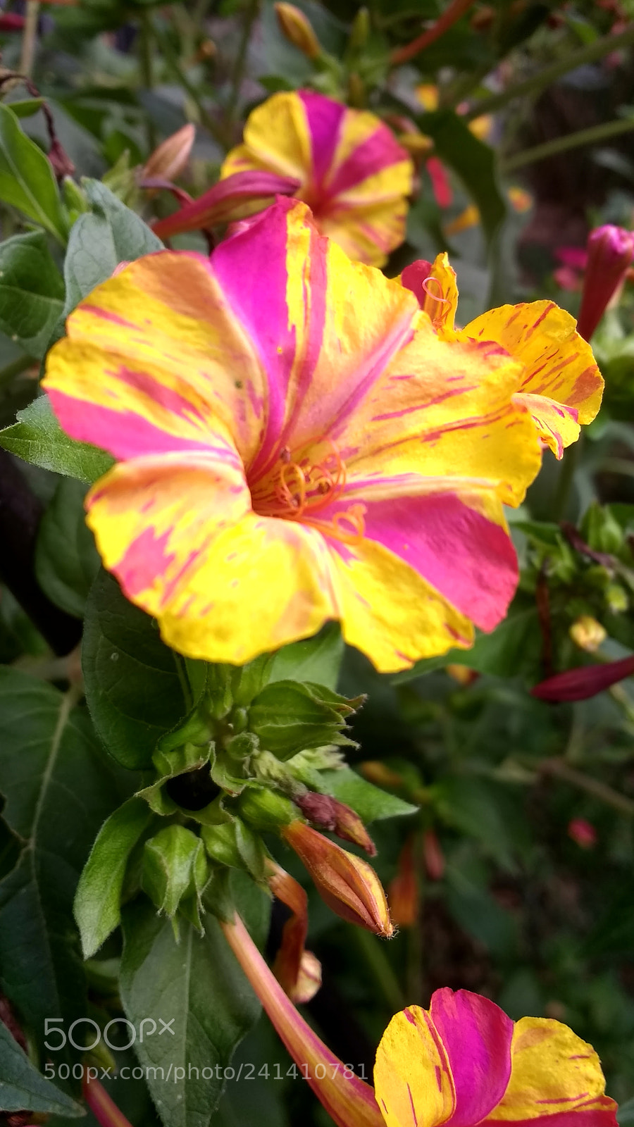 Motorola Moto G (4) sample photo. Untitled photography