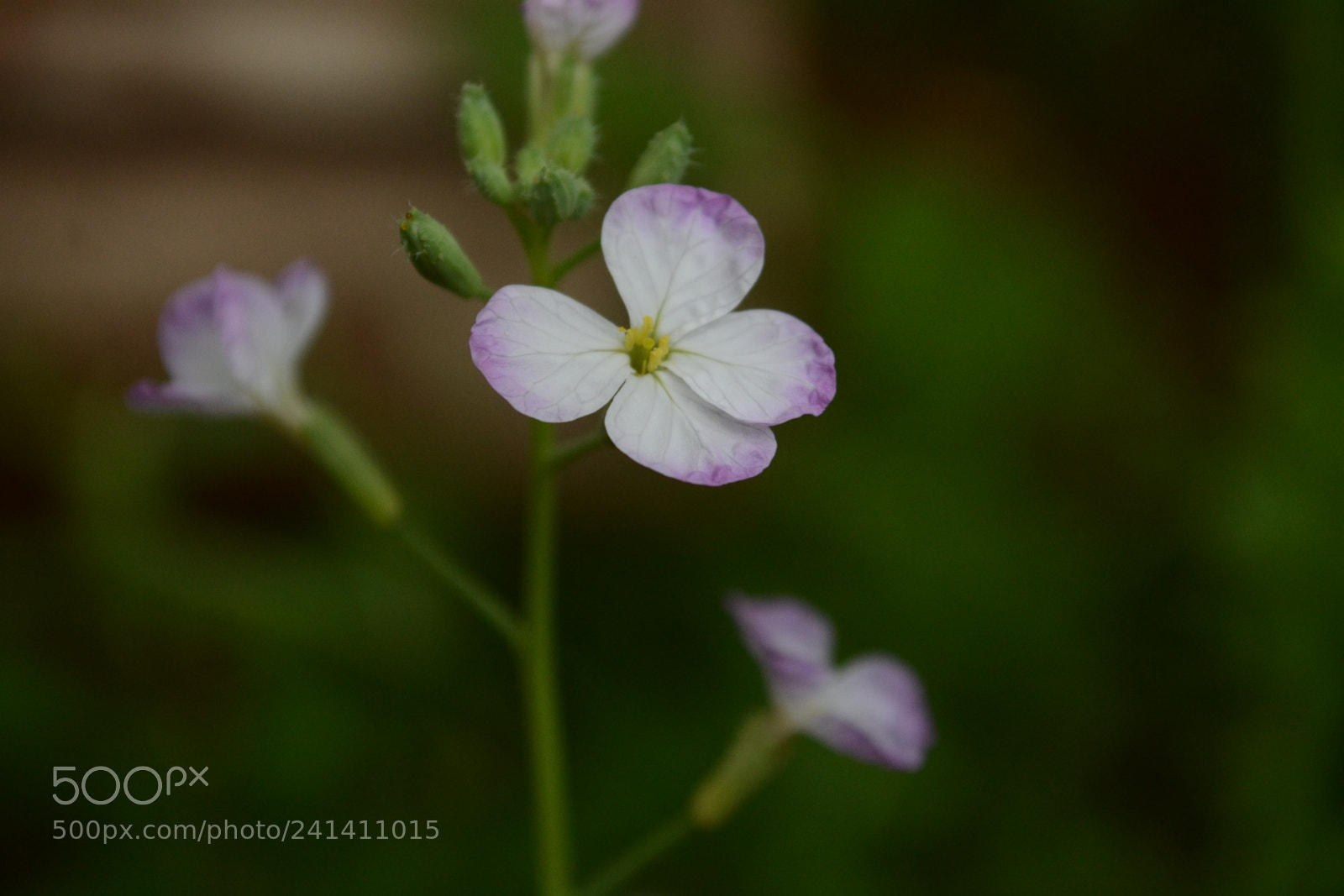 Nikon D3100 sample photo. Untitled photography