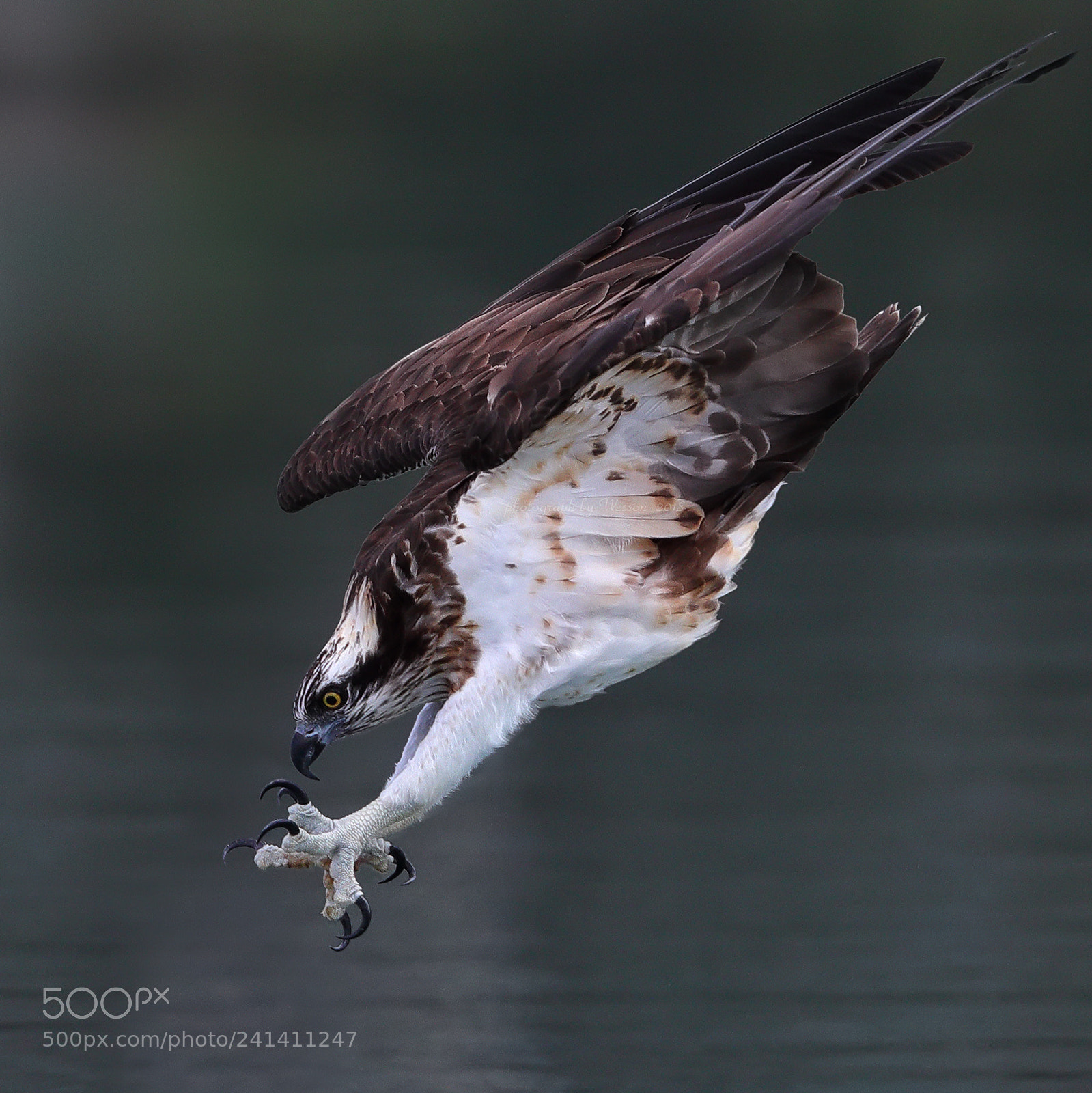 Canon EOS-1D X Mark II sample photo. Osprey photography
