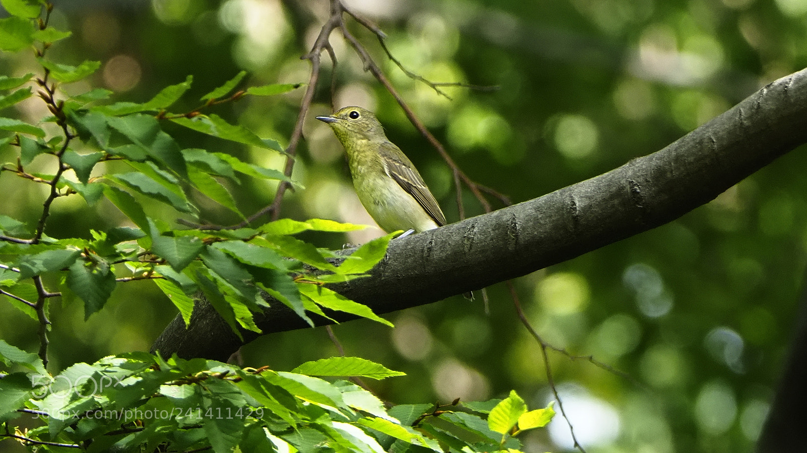 Olympus OM-D E-M1 Mark II sample photo. To hide photography