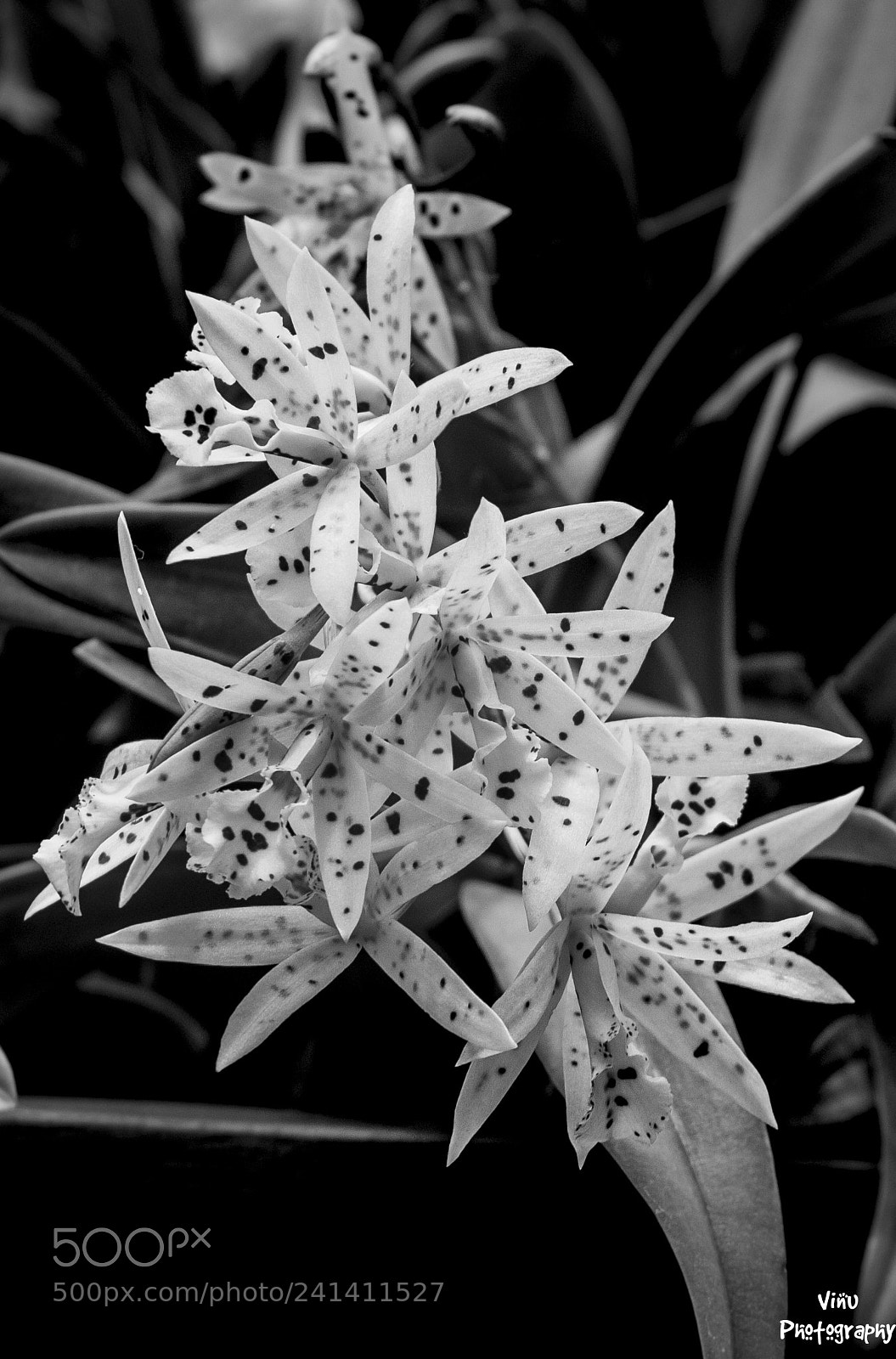 Nikon D3100 sample photo. Qdays of light photography