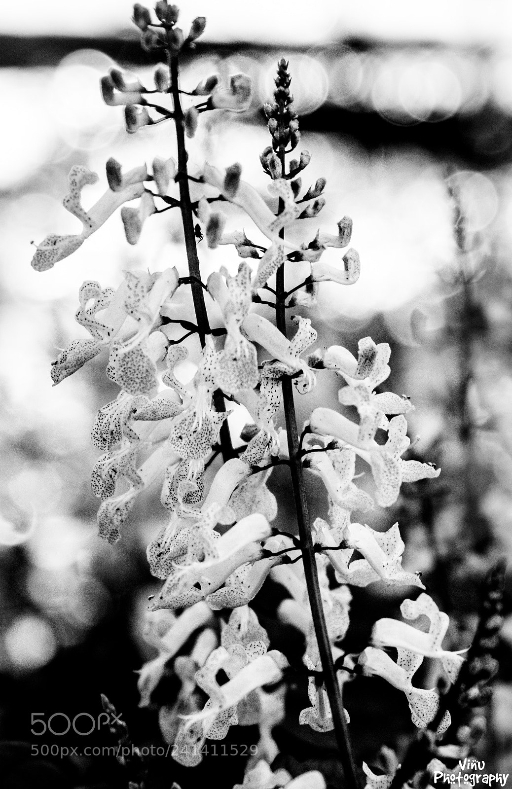Nikon D3200 sample photo. Qsomething heavenly came down photography