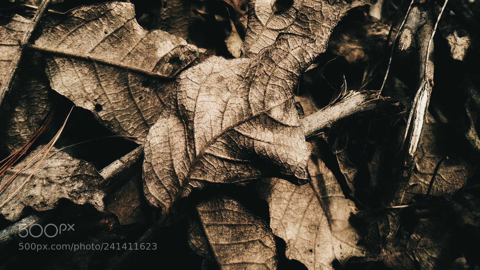 Xiaomi Redmi 3S sample photo. Untitled photography
