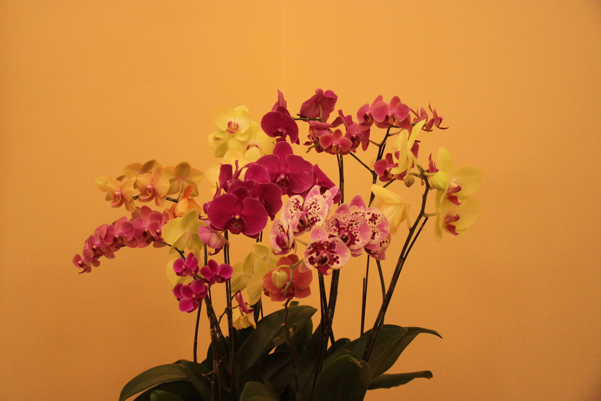 Canon EF-S 18-135mm F3.5-5.6 IS sample photo. Flowers photography