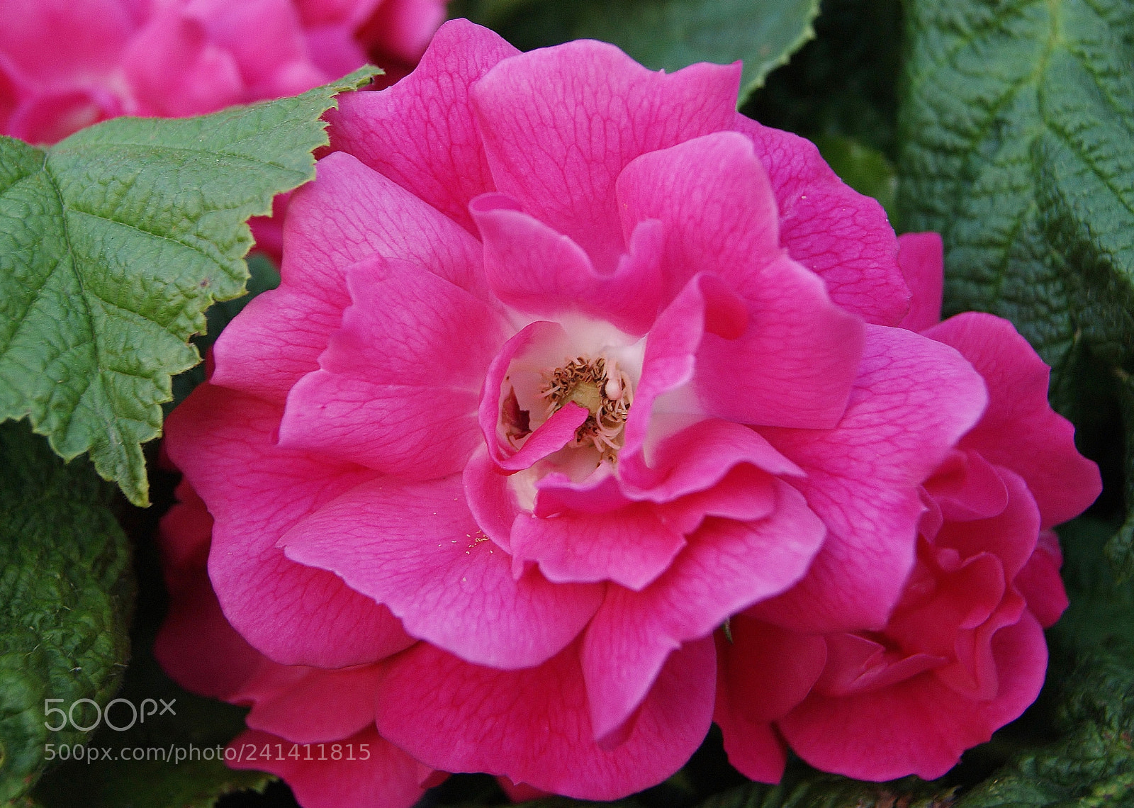 Sony Alpha DSLR-A380 sample photo. Roses for you .... photography