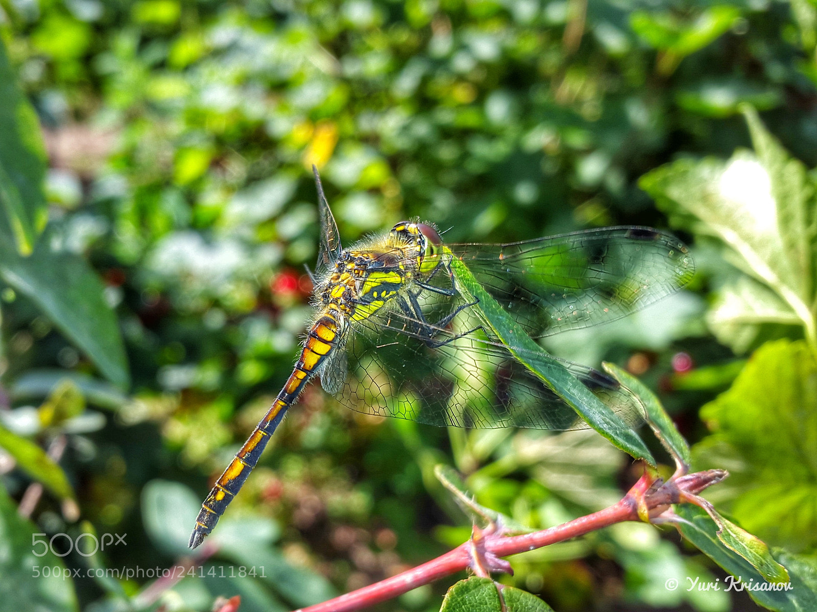 Samsung Galaxy Alpha sample photo. Dragonfly on the branch photography