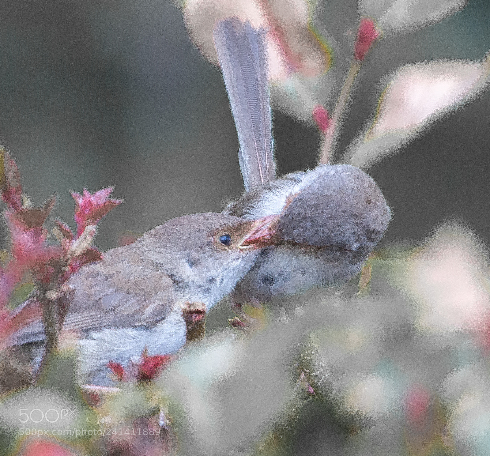 Canon EOS 60D sample photo. Feeding photography