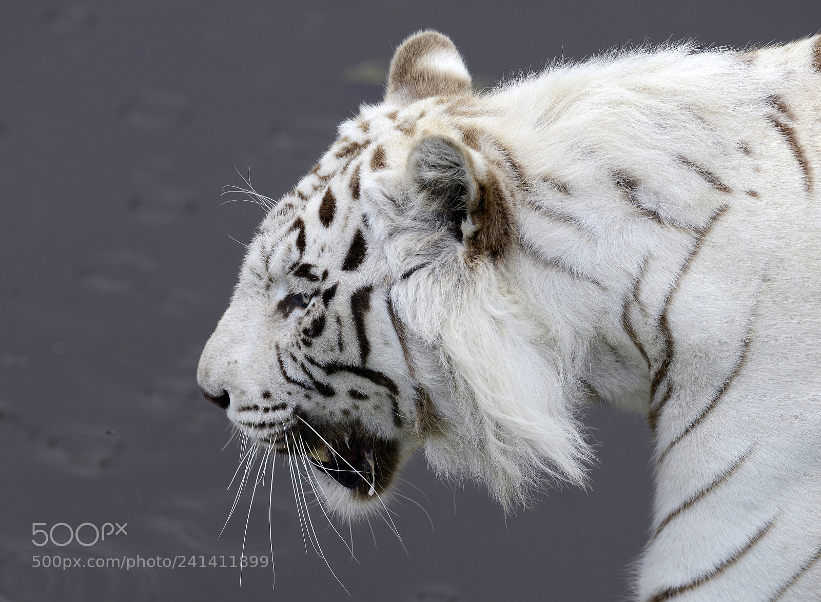 Nikon D800 sample photo. Siberian photography