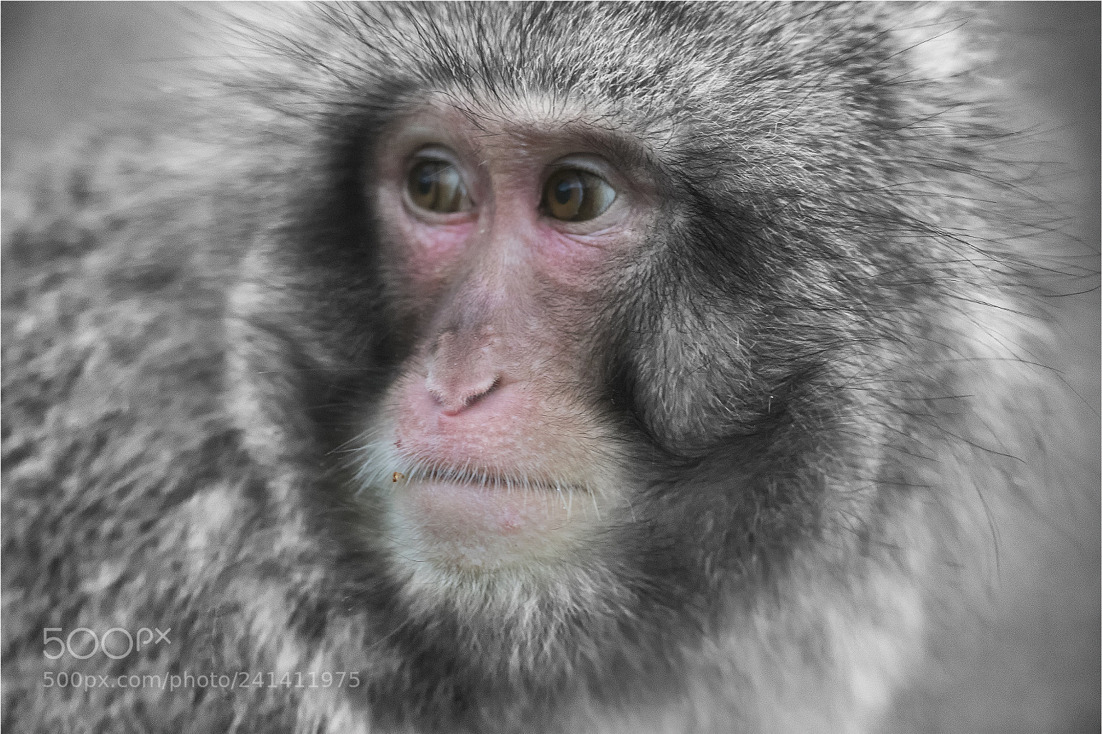 Canon EOS-1D X Mark II sample photo. Japanese snow monkey b photography