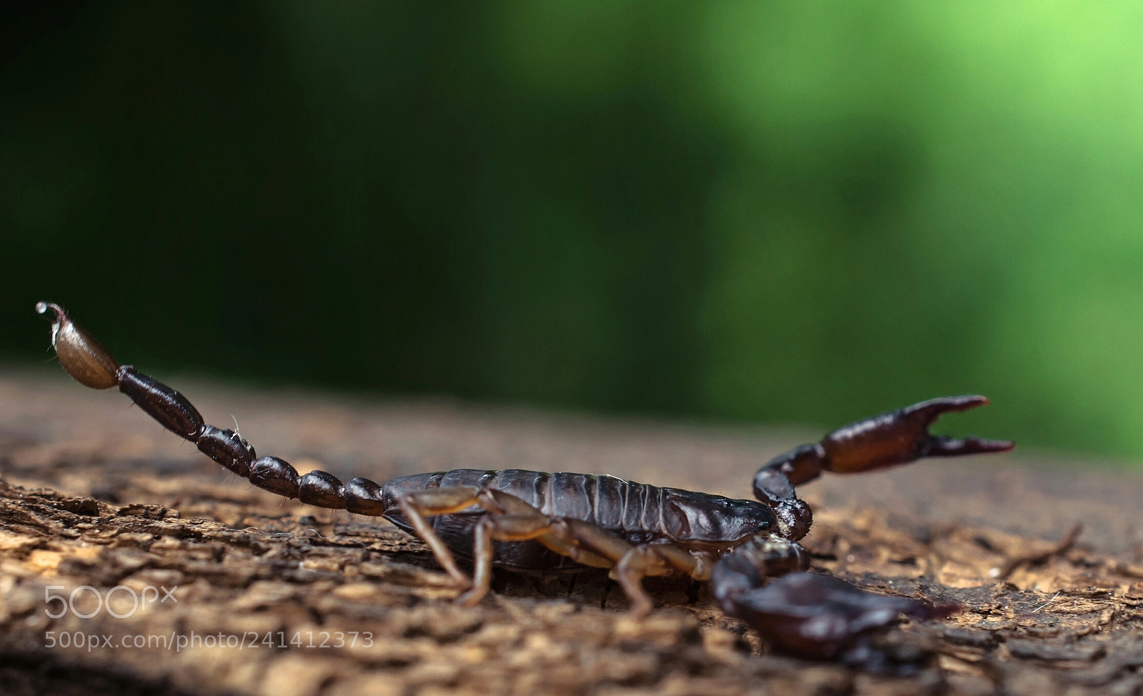 Nikon D7100 sample photo. Scorpion.. photography