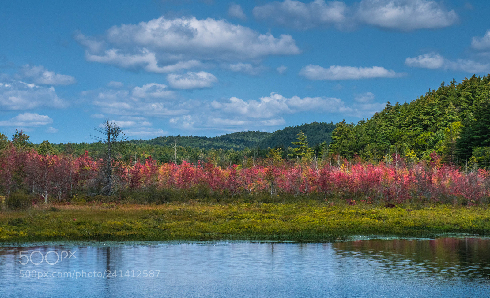 Nikon D7500 sample photo. Swamp maples redux photography