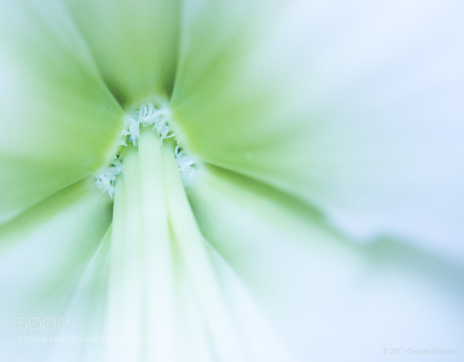Pentax K-50 sample photo. Green macro photography