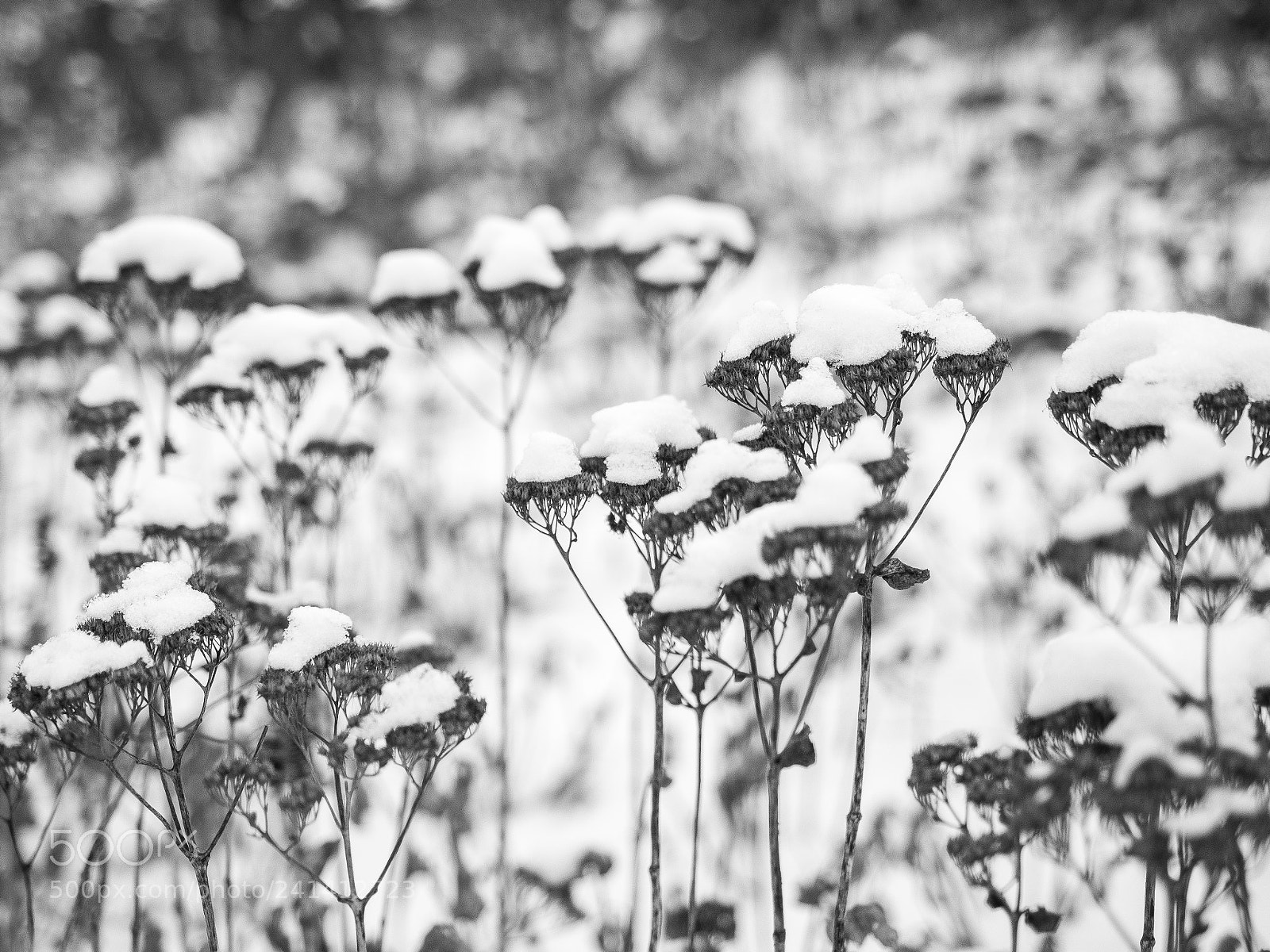 Olympus OM-D E-M5 II sample photo. Untitled photography