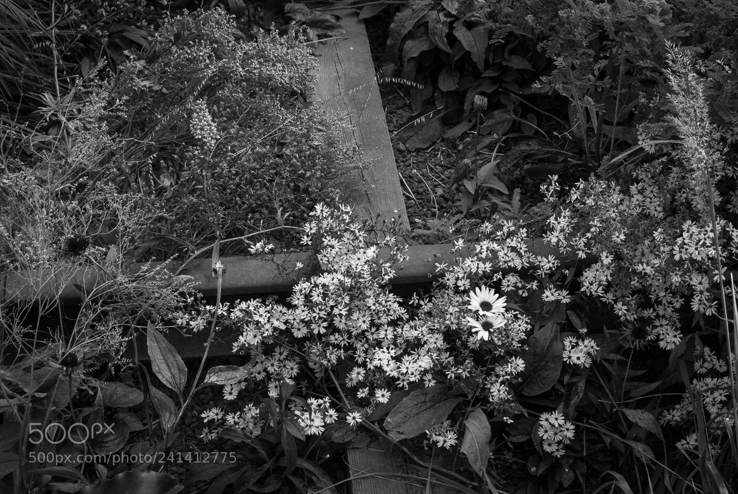 Nikon D200 sample photo. Flowers on the highline photography