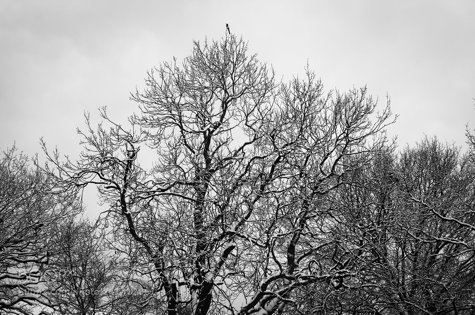 Nikon D300 sample photo. One for sorrow photography