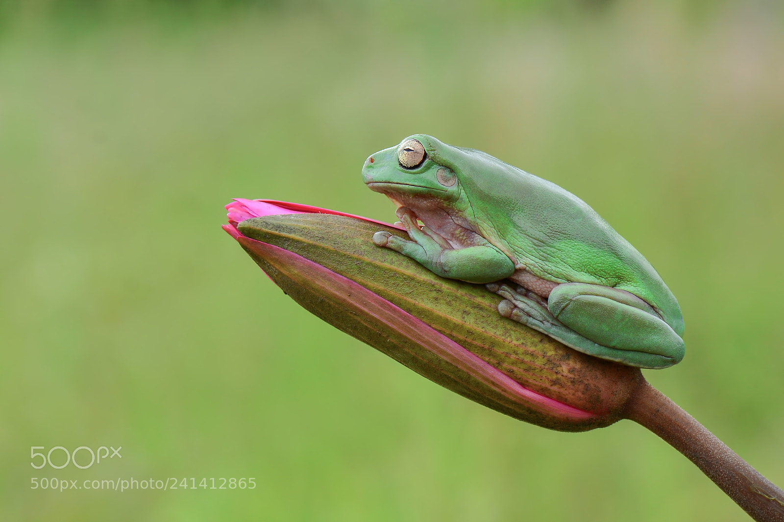 Nikon D7100 sample photo. Dumpy frog, flyingfrog, frog photography