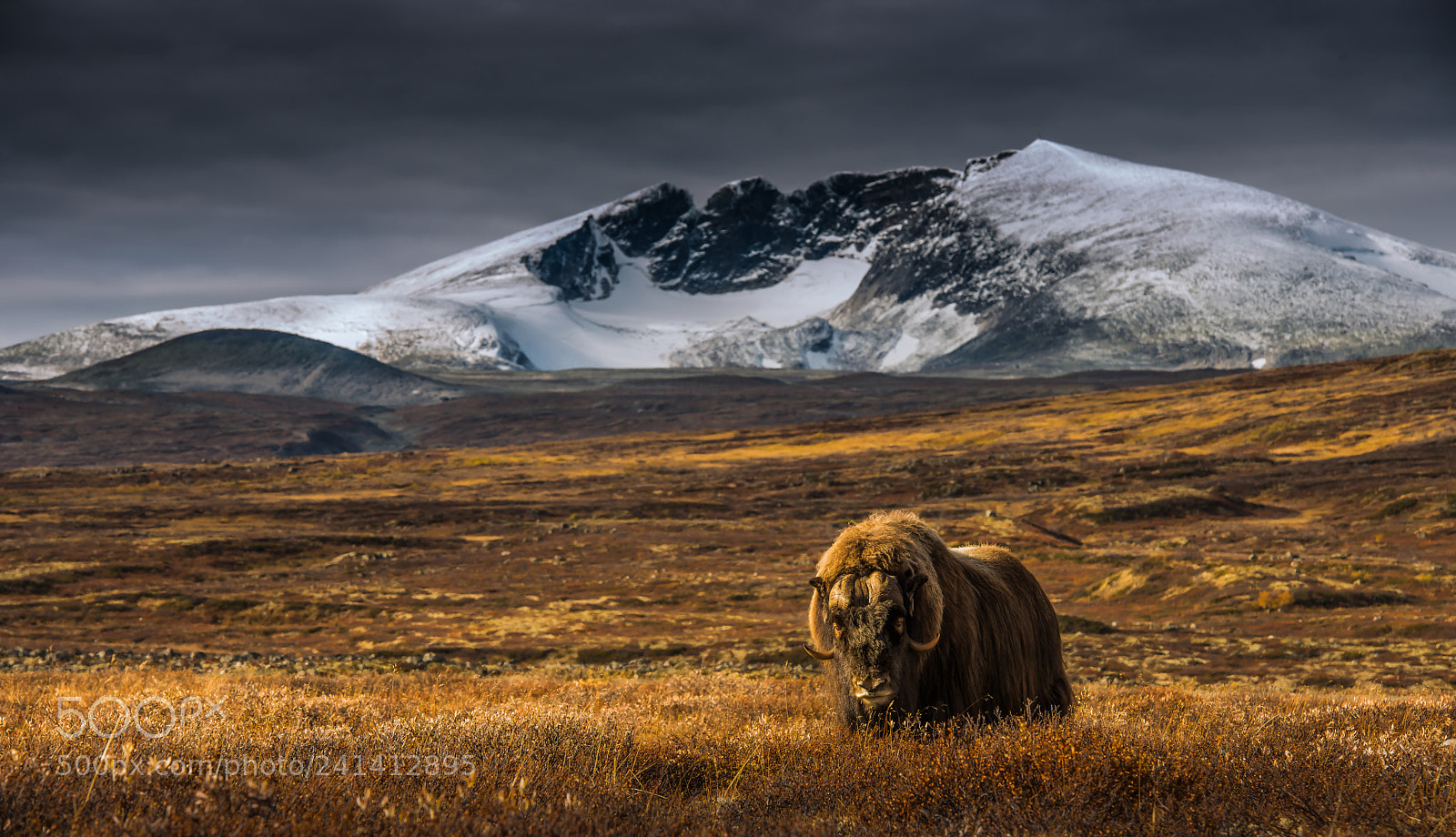 Nikon D800 sample photo. A musk ox in photography