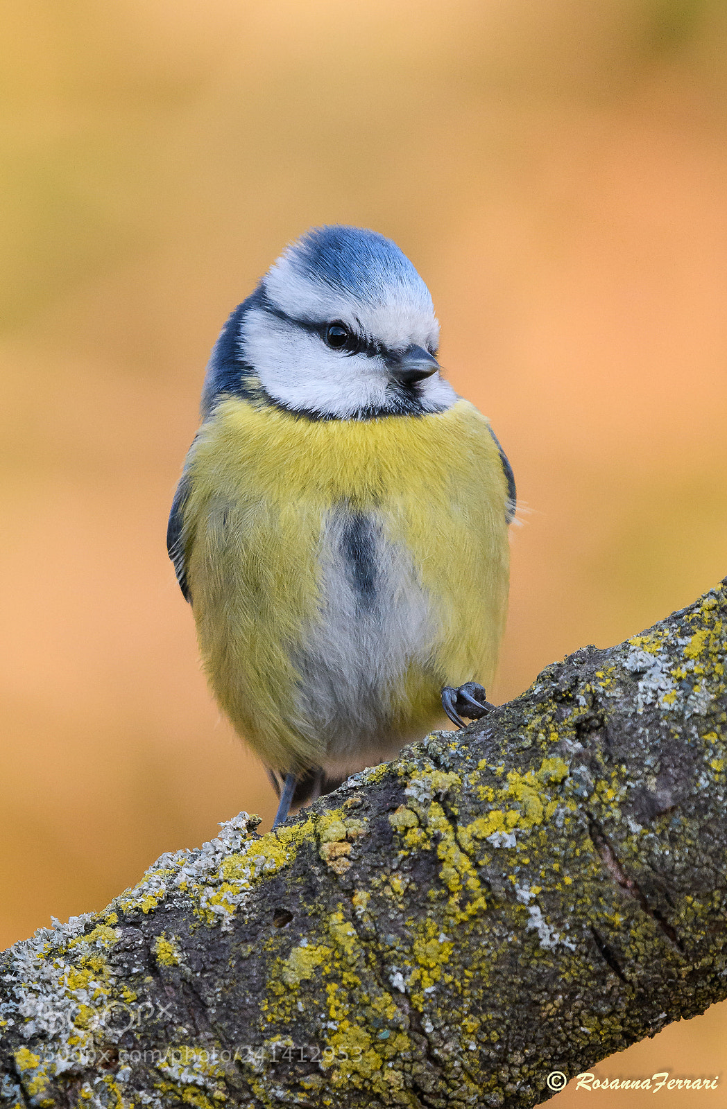 Nikon D500 sample photo. Portrait of a bird photography