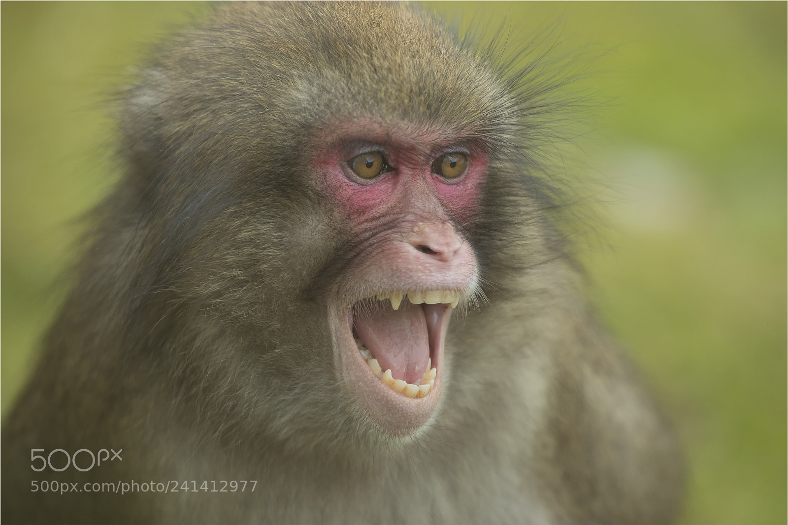 Canon EOS-1D X Mark II sample photo. Angry snow monkey photography