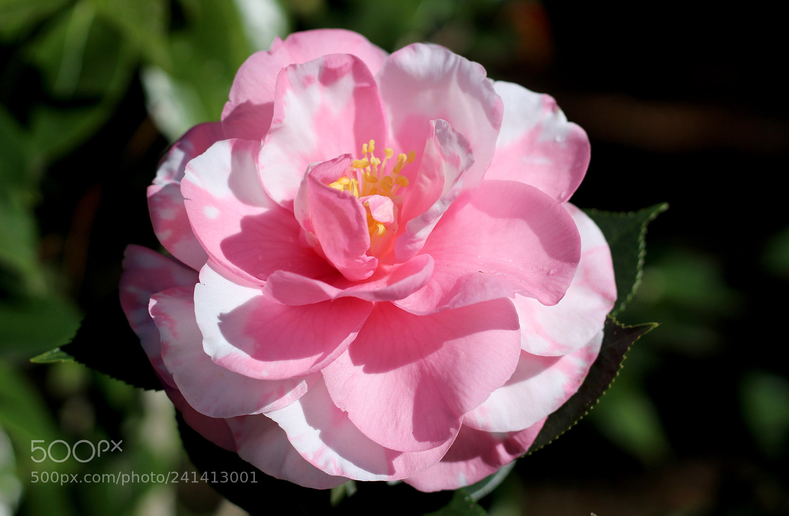 Canon EOS 100D (EOS Rebel SL1 / EOS Kiss X7) sample photo. Camellia rena swick photography