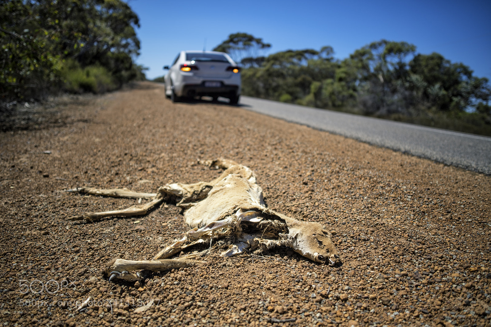 Nikon D5 sample photo. Traffic victim photography