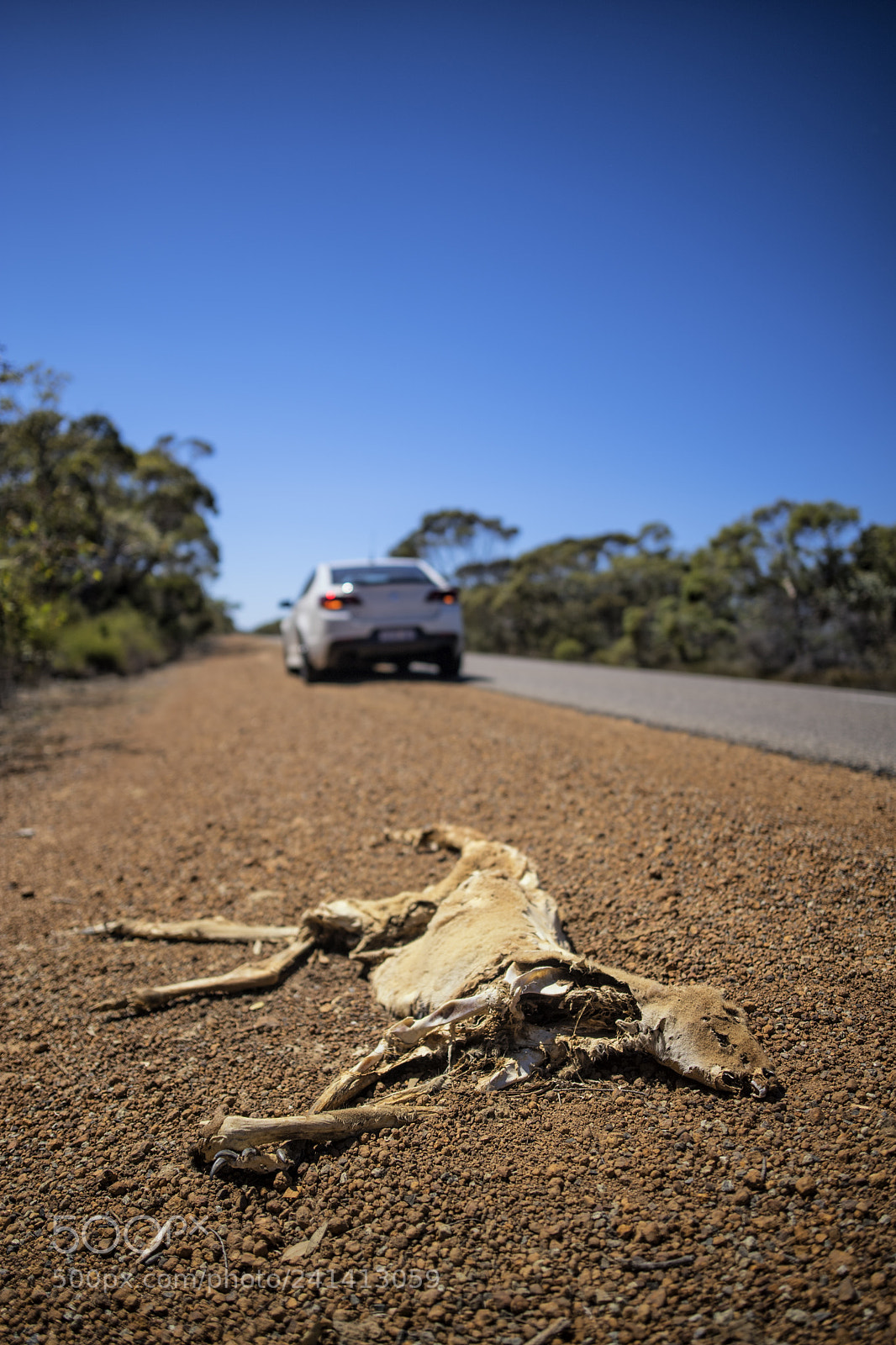 Nikon D5 sample photo. Traffic victim photography