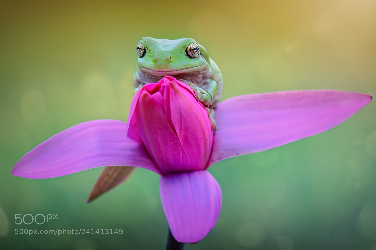 Nikon D7100 sample photo. Dumpy frog, flyingfrog, frog photography