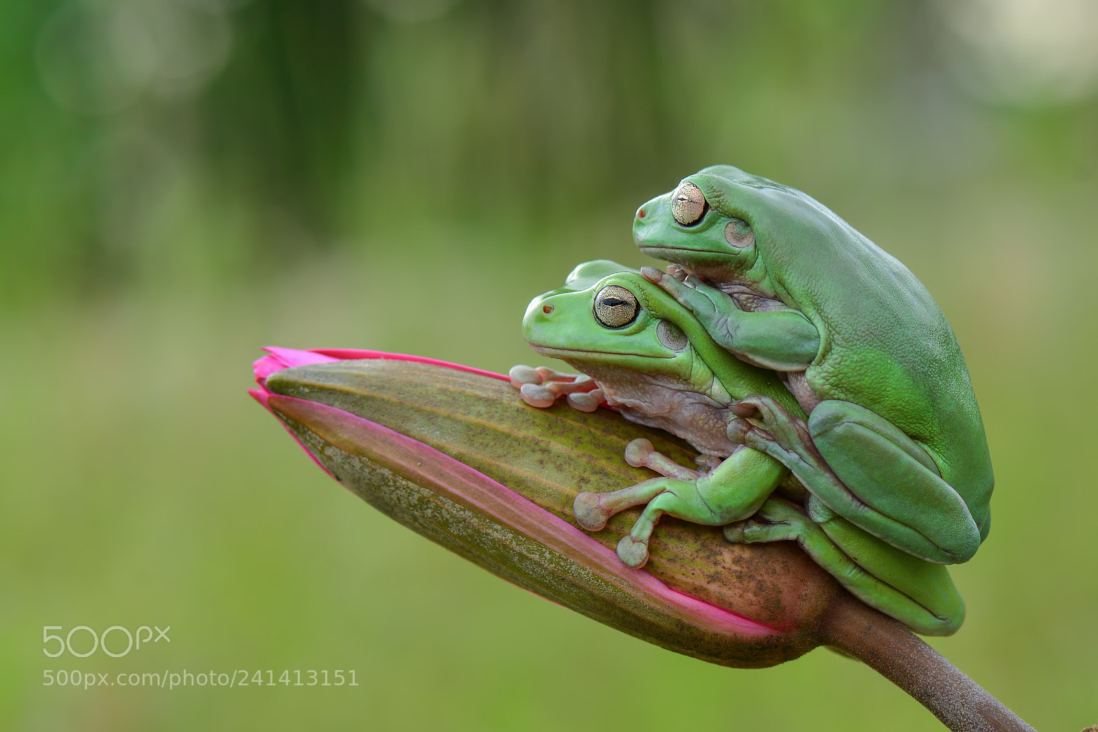 Nikon D7100 sample photo. Dumpy frog, flying frog,frog photography