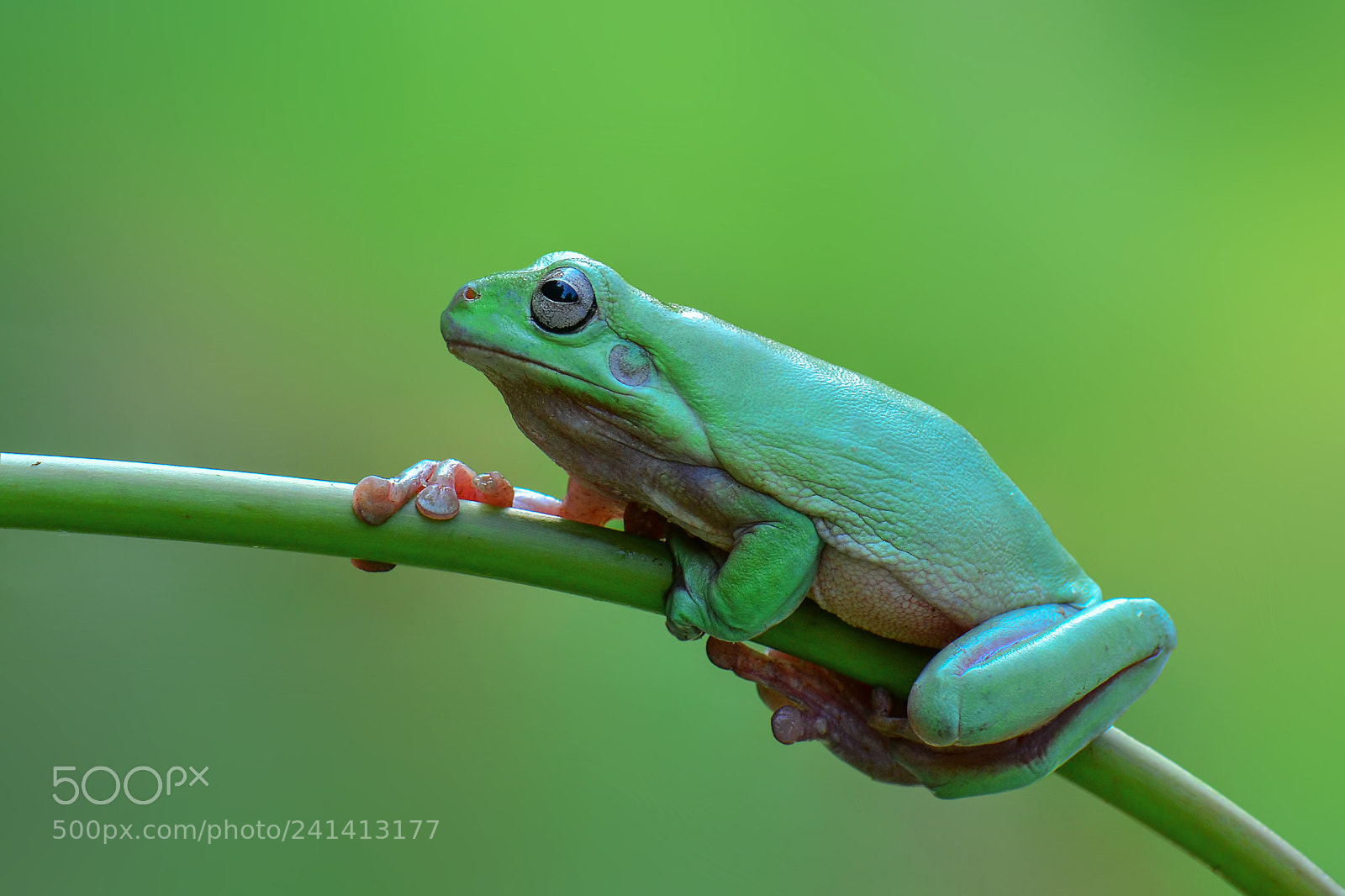 Nikon D7100 sample photo. Dumpy frog, flyingfrog,frog photography