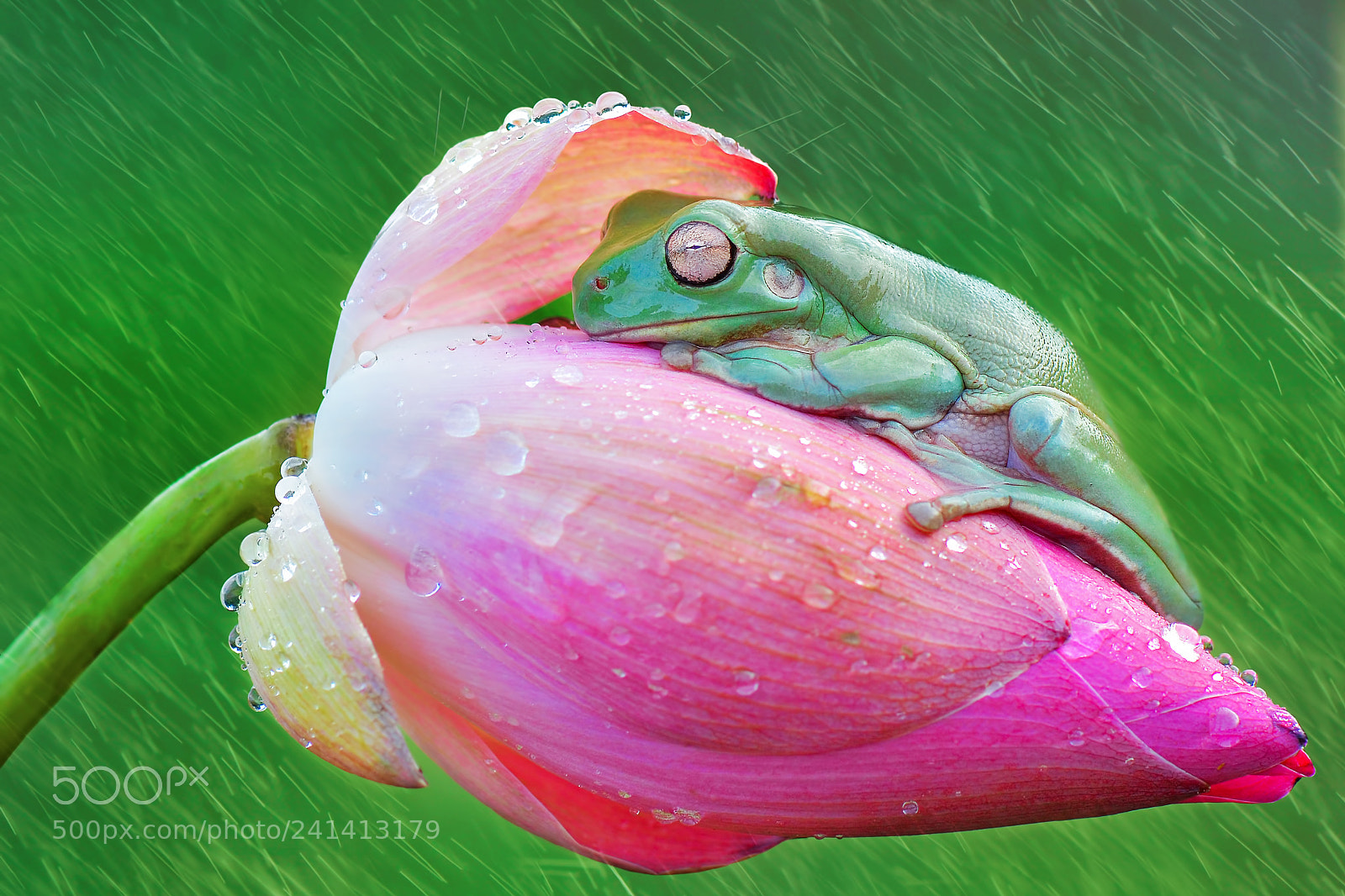 Nikon D7100 sample photo. Raining dummpy frog photography
