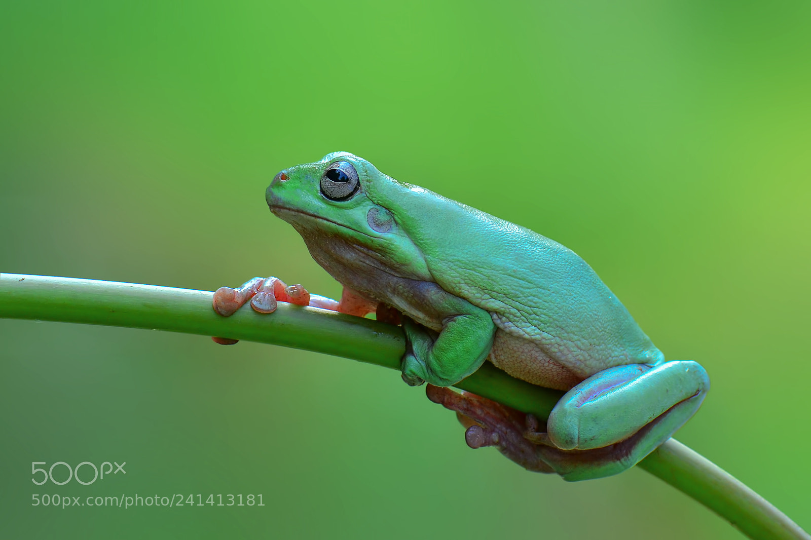 Nikon D7100 sample photo. Dummpy frog, flying frog photography