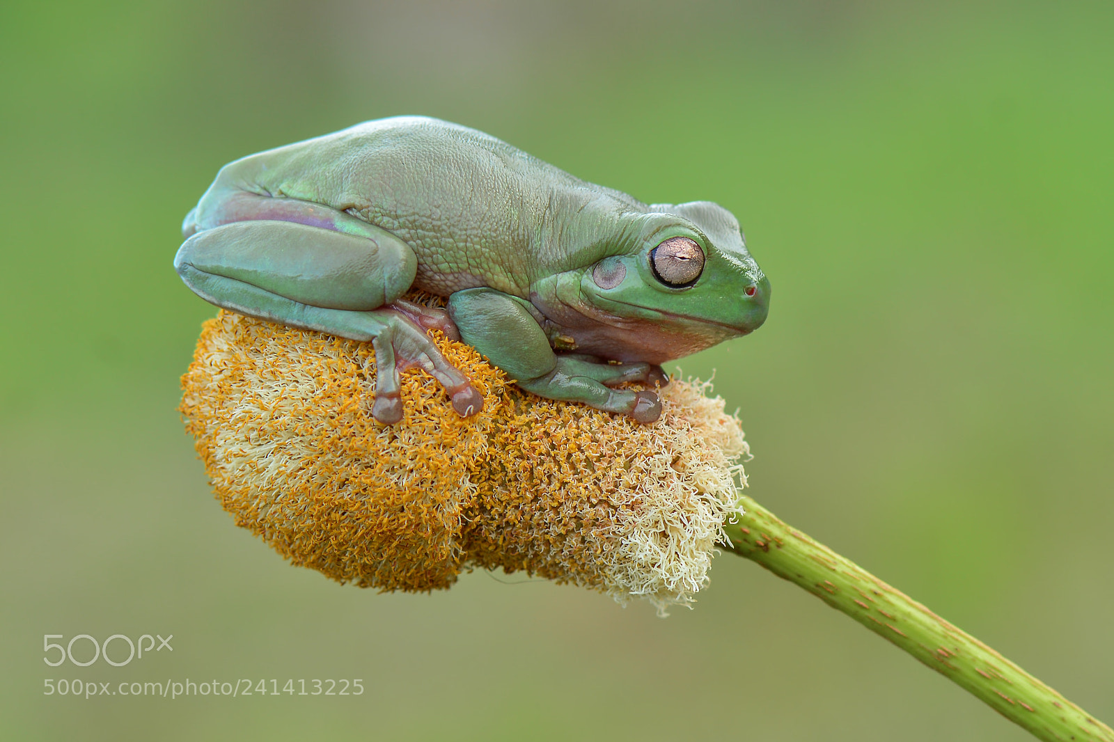 Nikon D7100 sample photo. Dumppy frog, flying frog photography