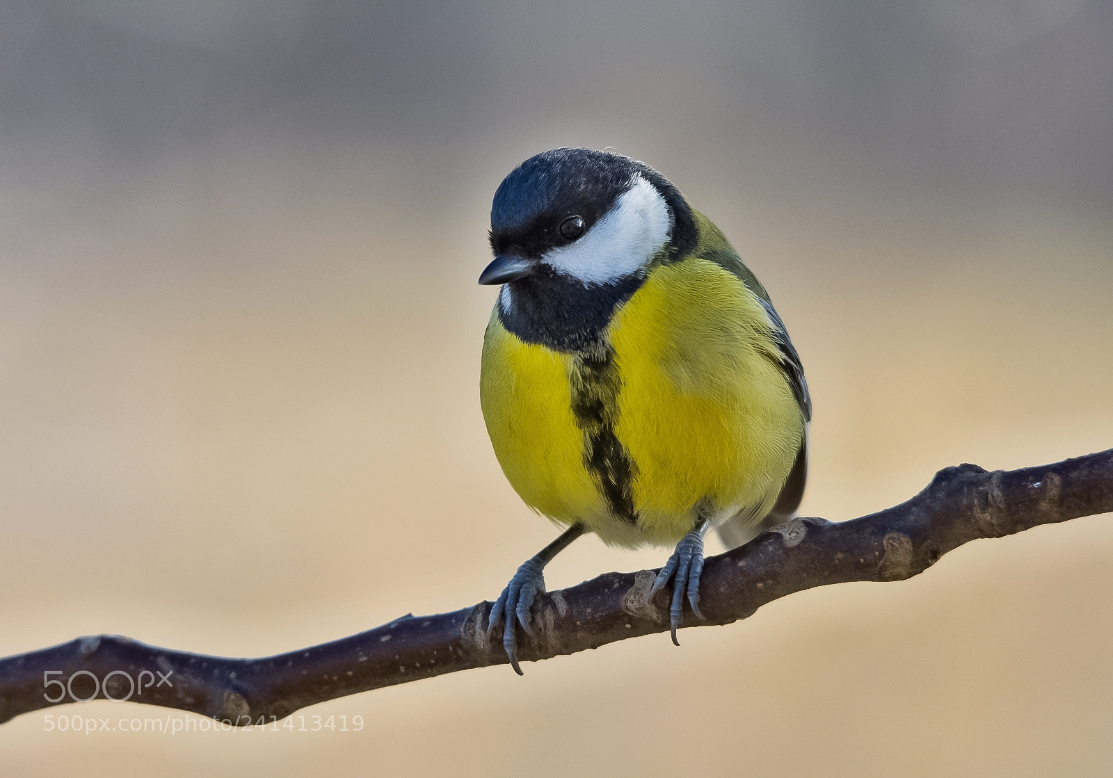 Nikon D7200 sample photo. Great tit photography