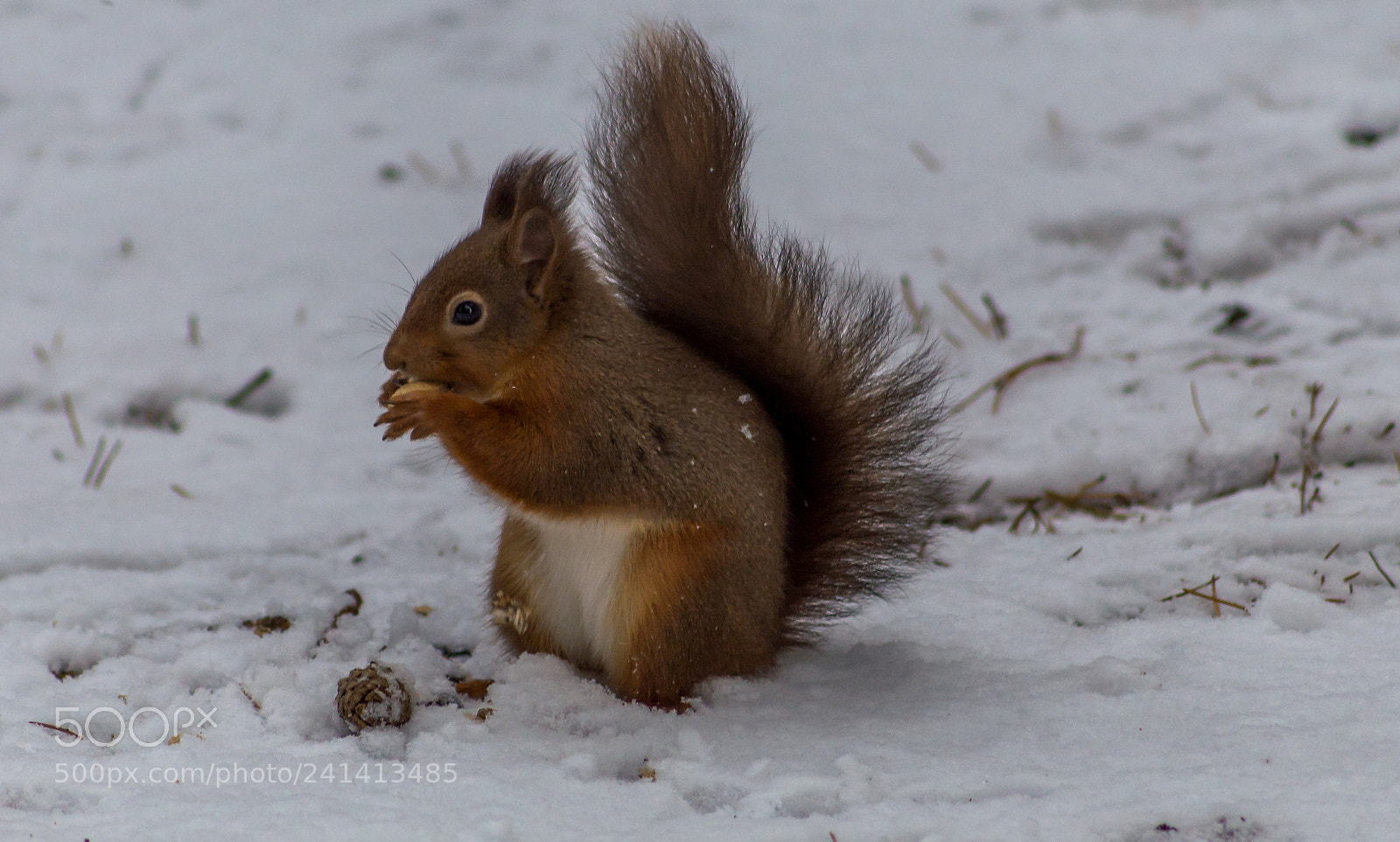Nikon D3200 sample photo. Red squirrel in the photography