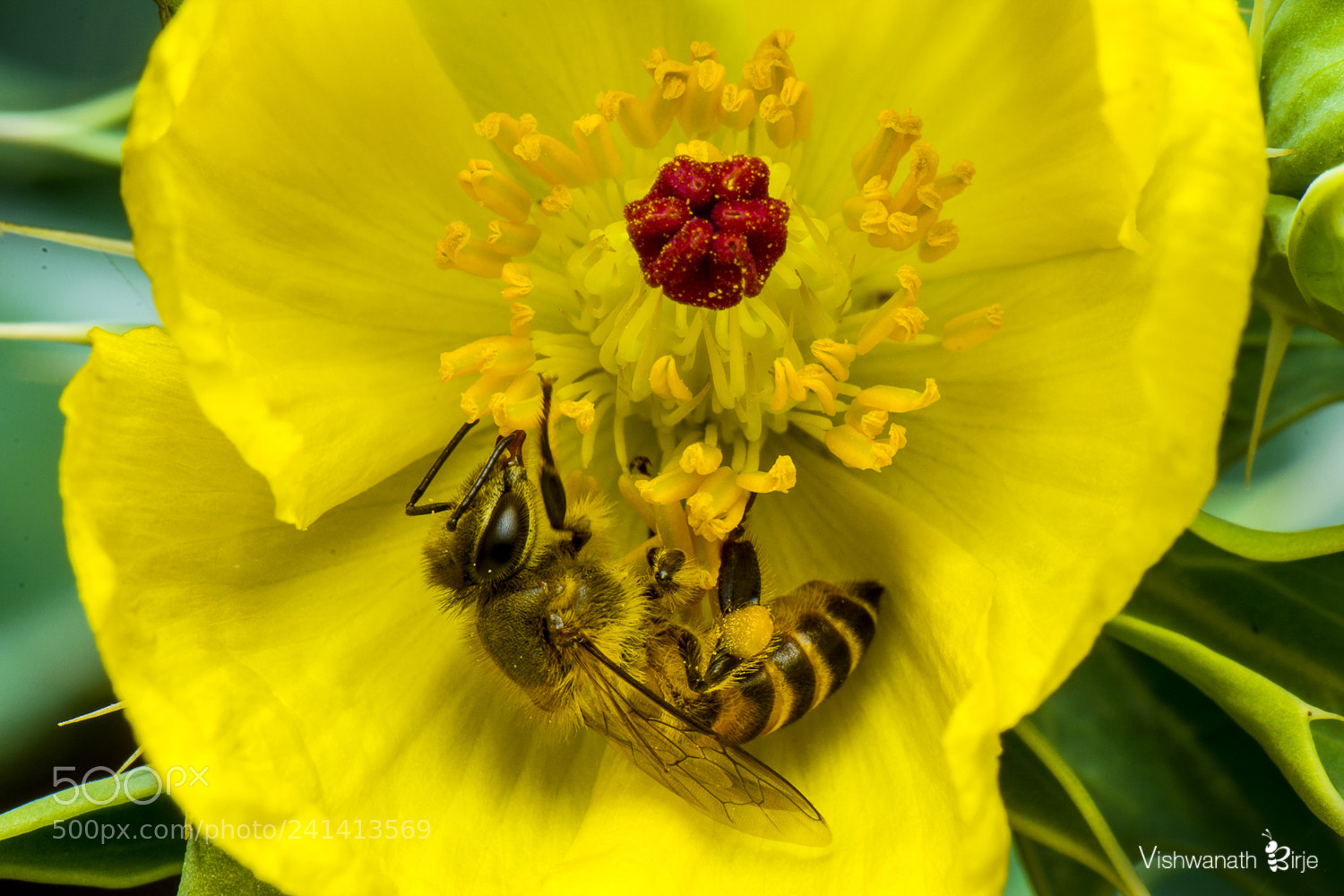 Nikon D7100 sample photo. Bee in the flower  photography