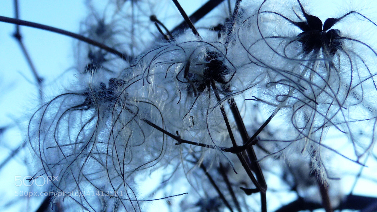 Panasonic Lumix DMC-TZ5 sample photo. Winter flowers photography