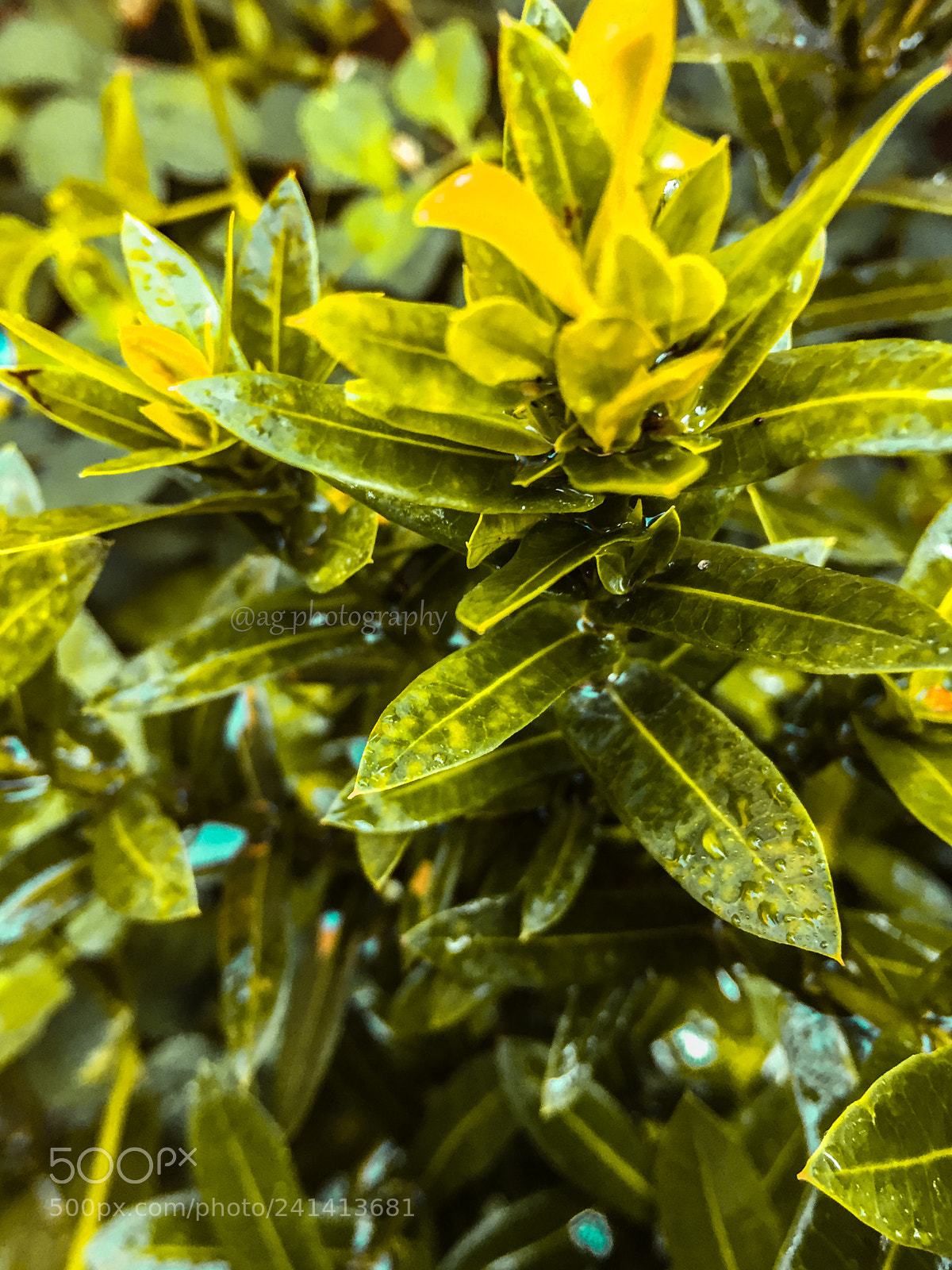 Apple iPhone 6 sample photo. Color plant photography