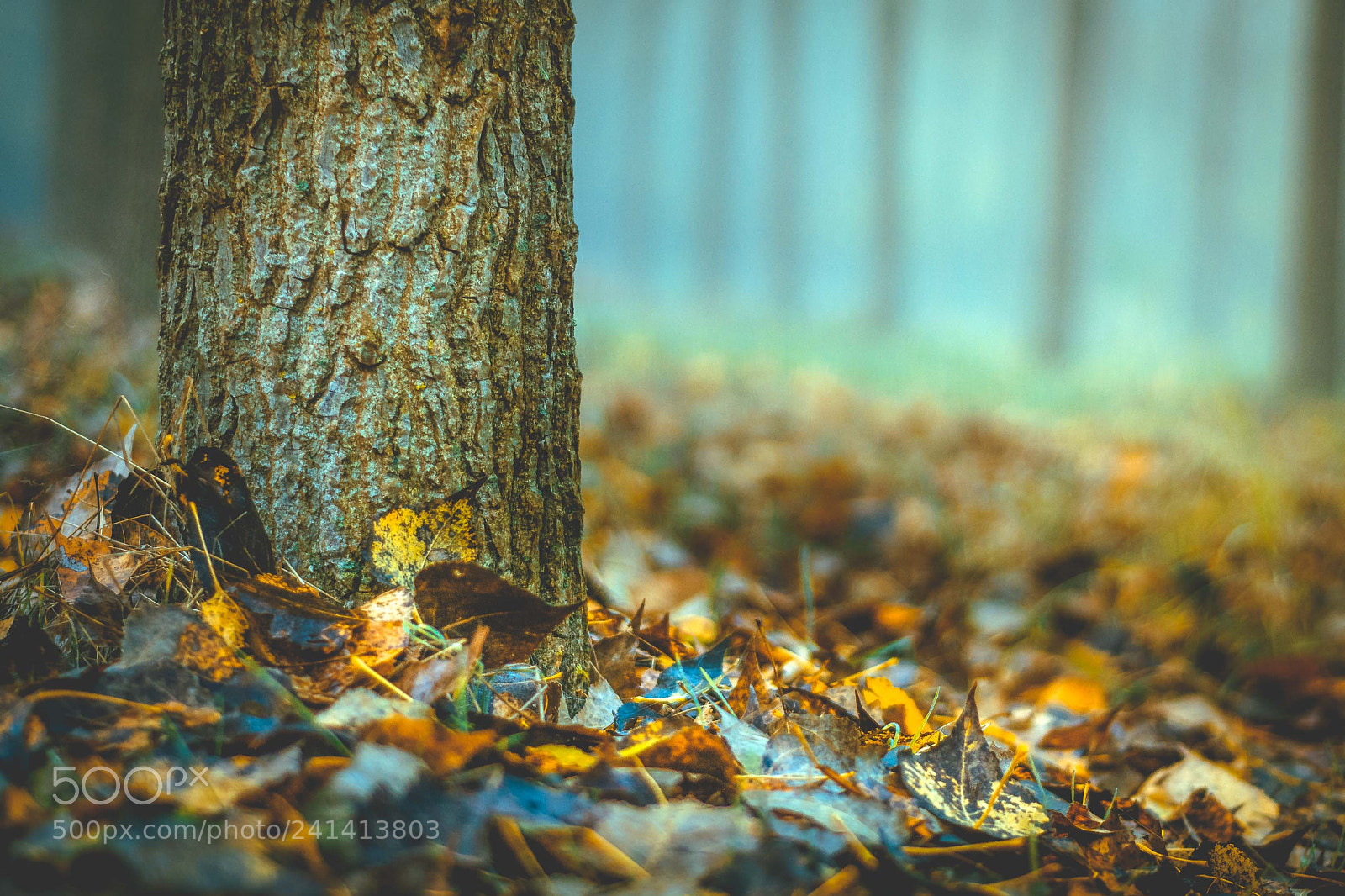 Nikon D7200 sample photo. Fall photography