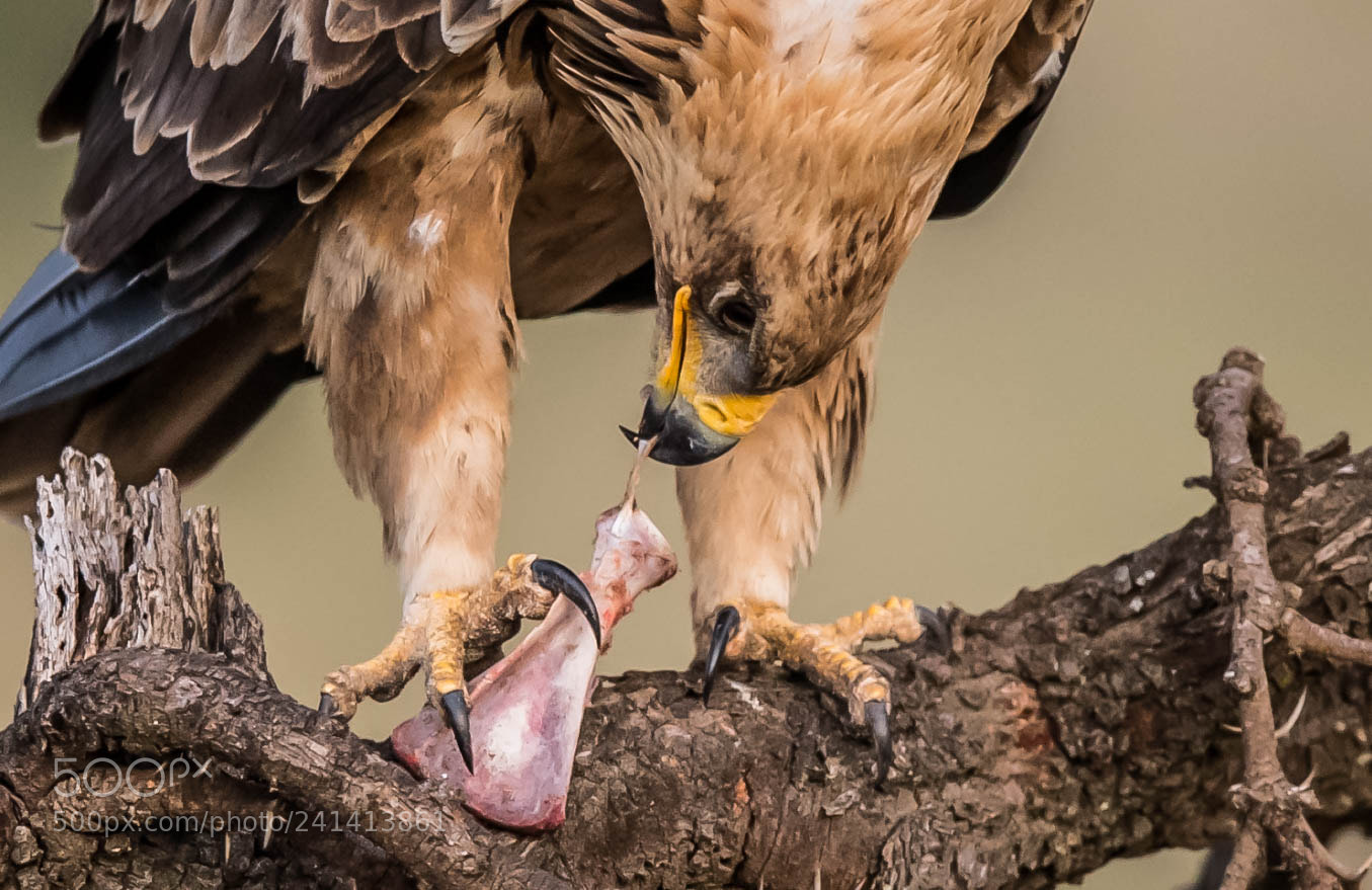 Nikon D5 sample photo. Tawny eagle photography