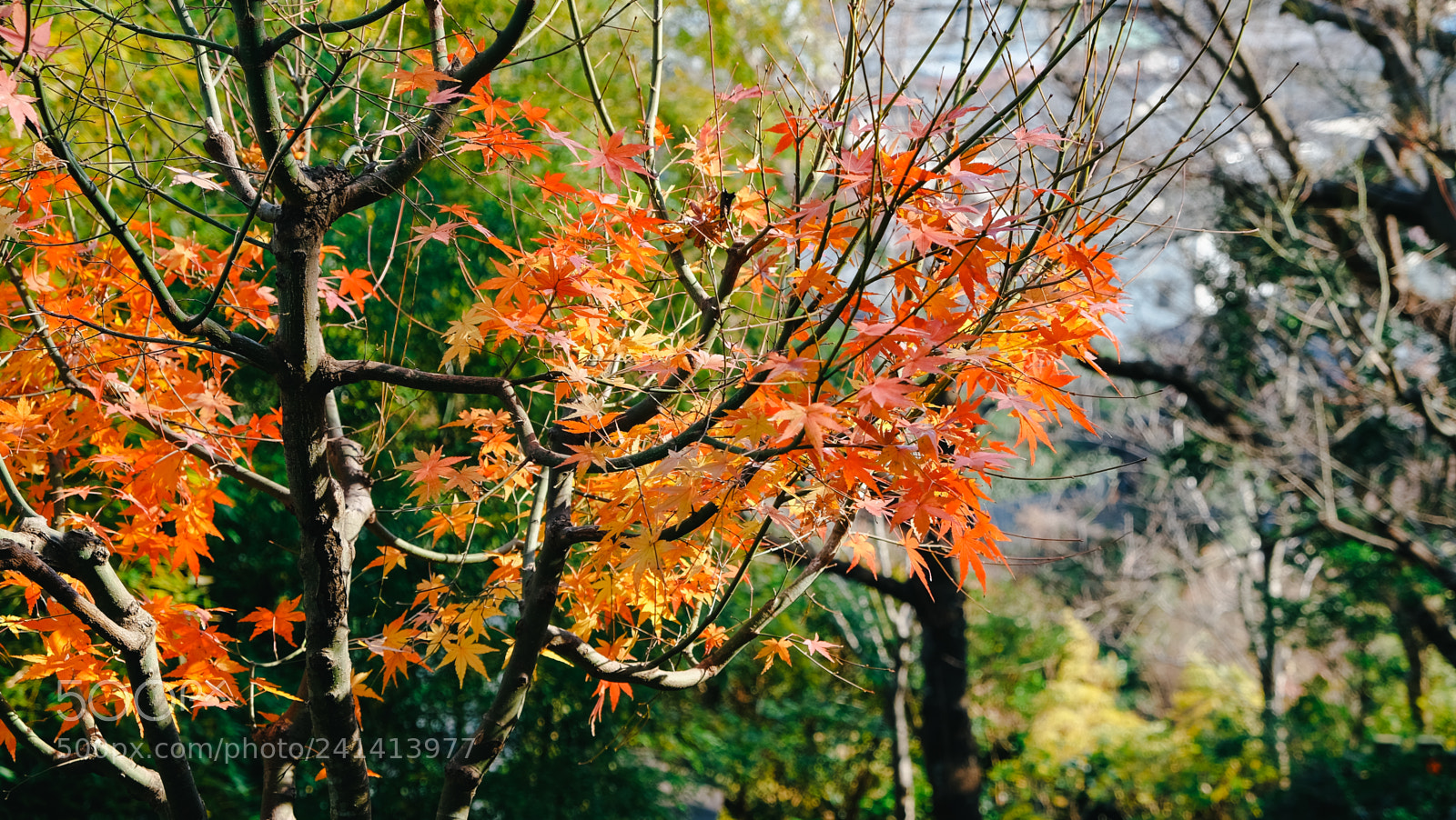 Fujifilm X-T10 sample photo. Dscf photography