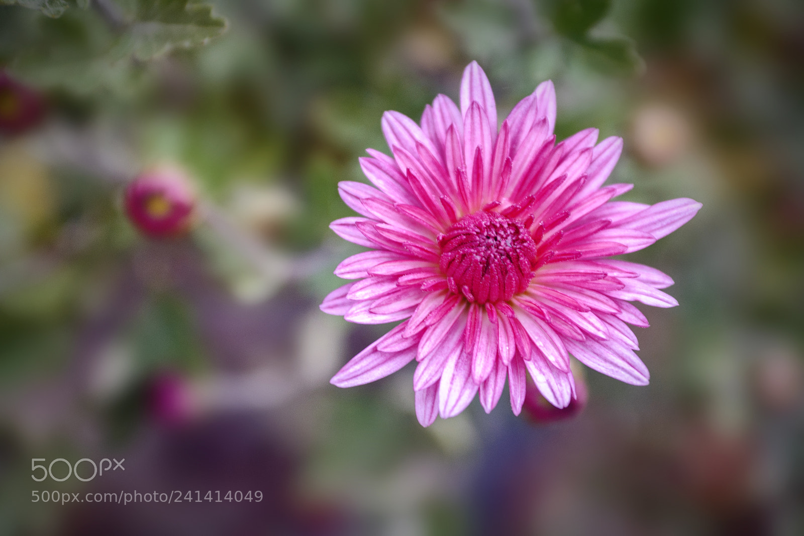 Nikon D90 sample photo. ... photography