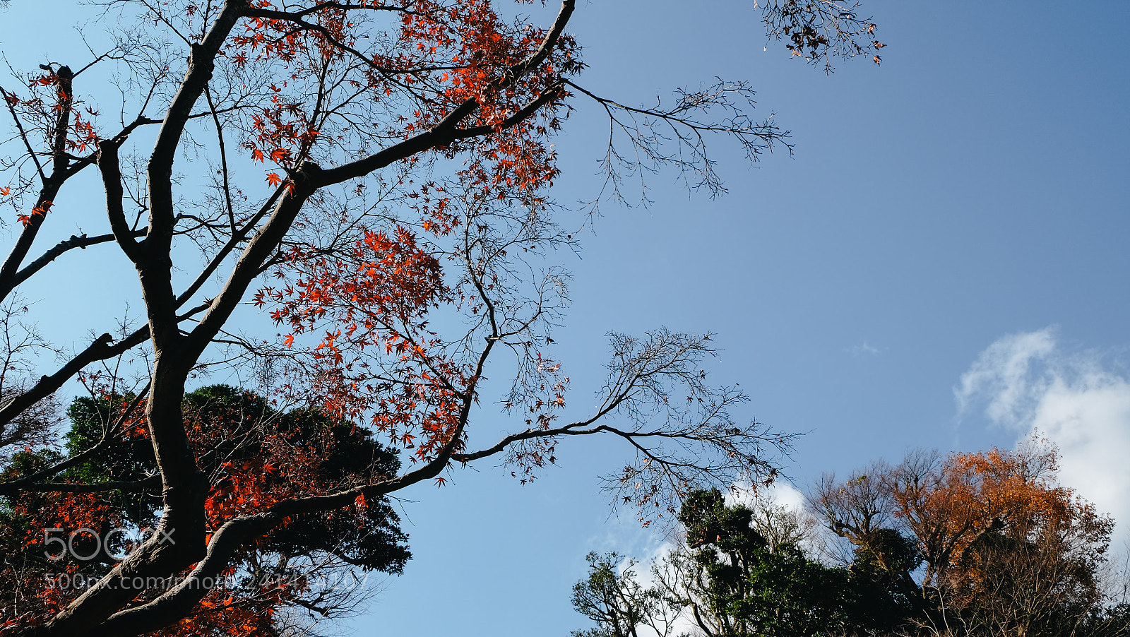 Fujifilm X-T10 sample photo. Dscf photography